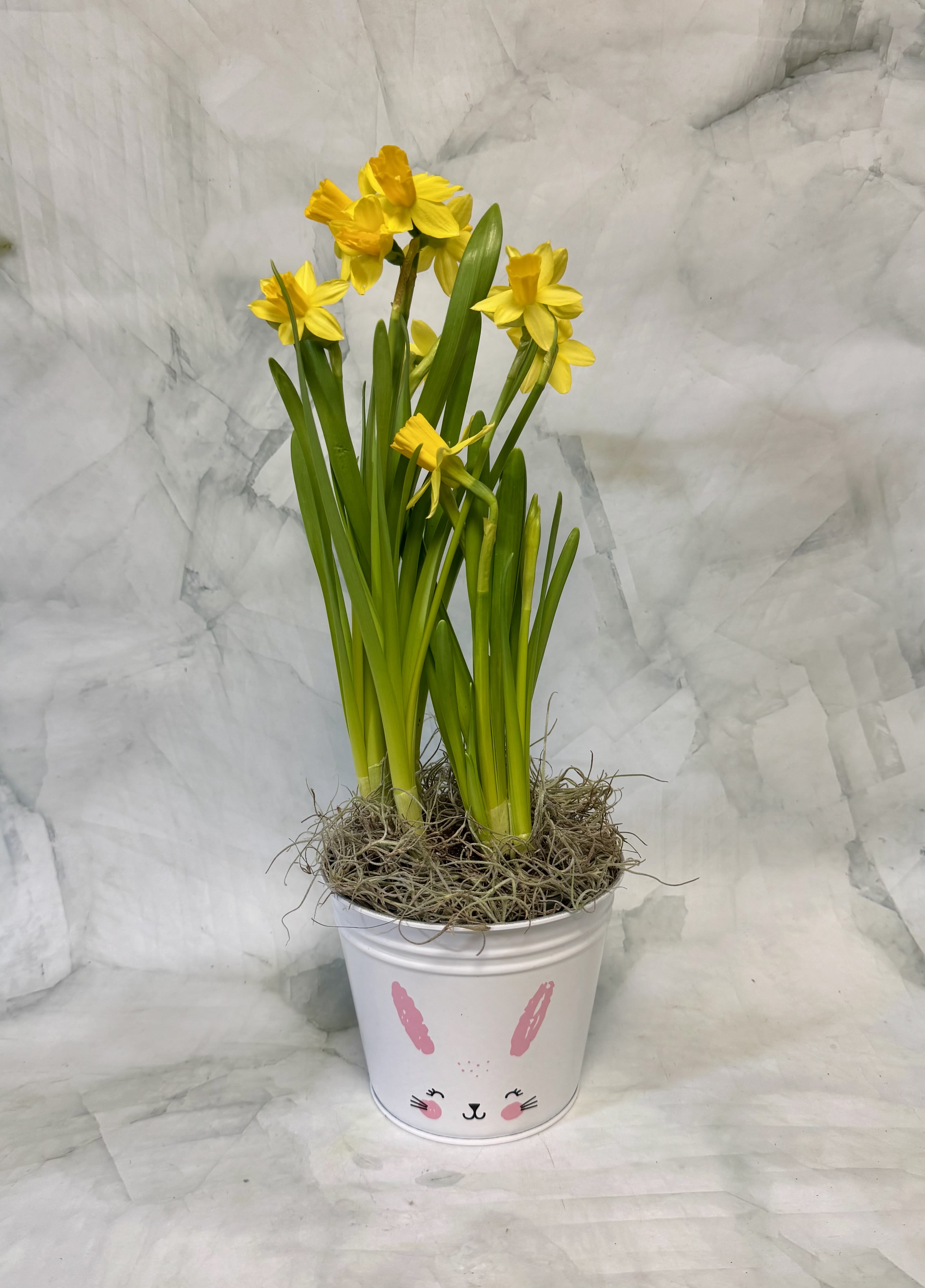 Bunny Field of Daffodils - This is a 4 inch pot size Daffodil plant that is planted inside an adorable Easter bunny container. It is perfect for the Spring and Easter season.