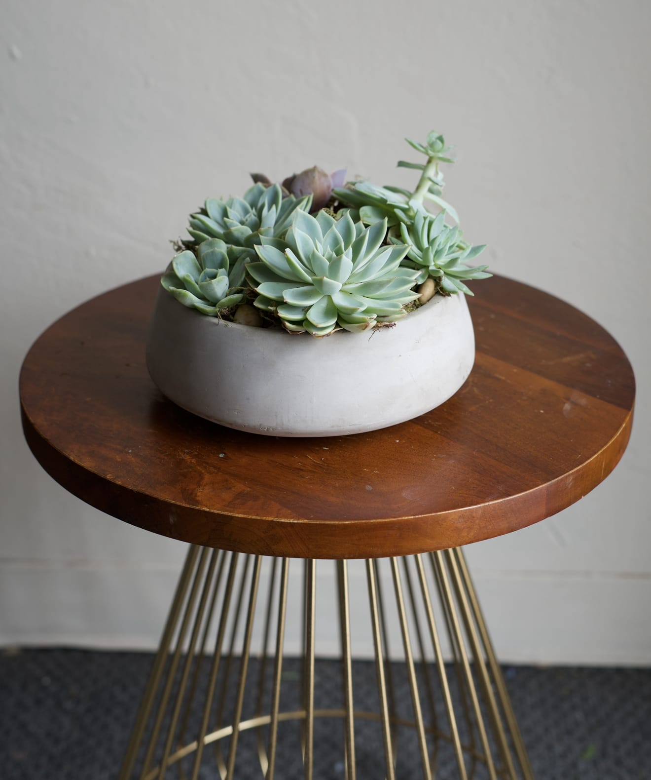 Succulent Garden - A modern succulent garden filled with rich textures and easy-care plants—perfect for adding fresh, lasting greenery to any space.