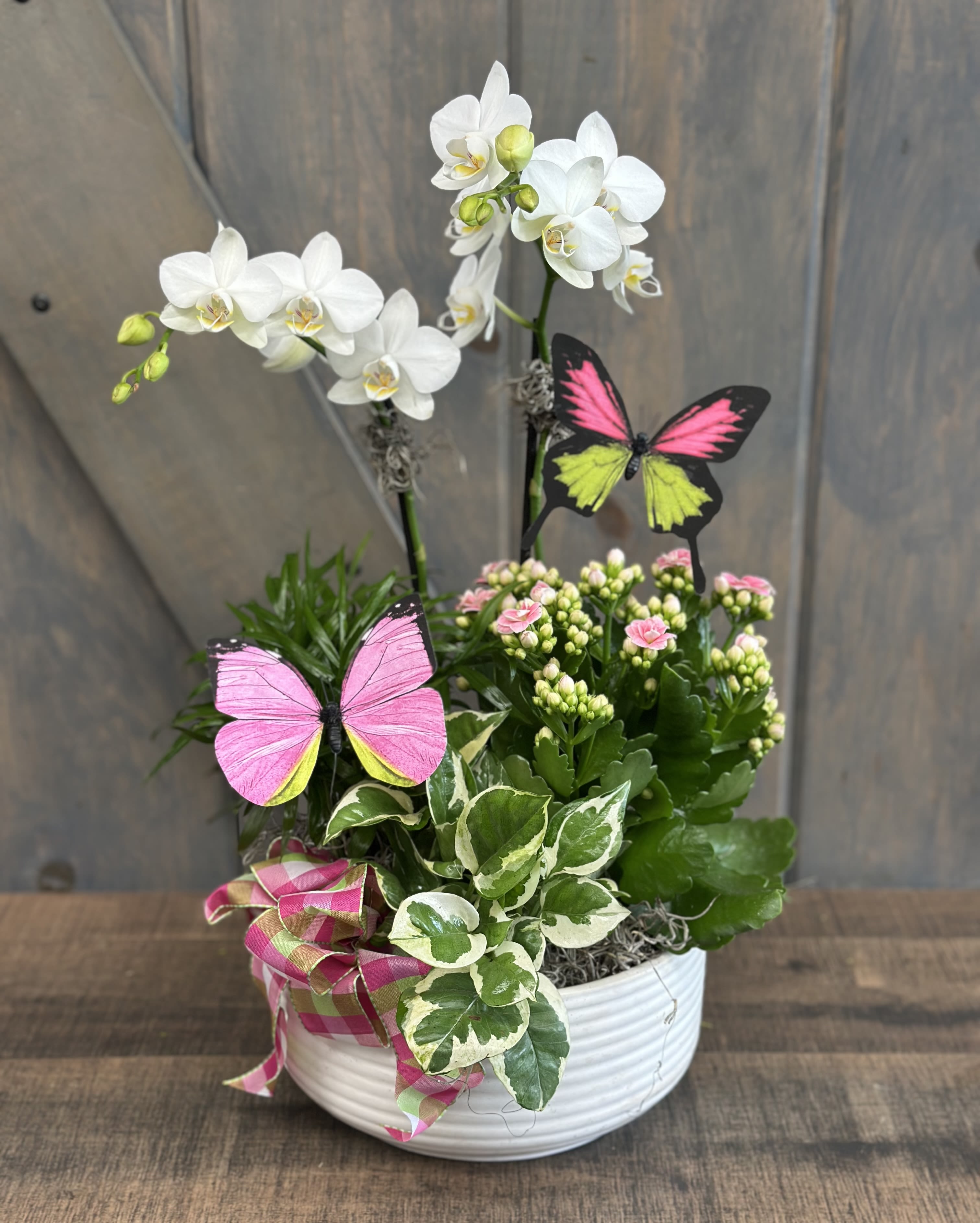 Blooms and Butterfly Garden - This mixed plant arrangement of indoor plants includes Miniature Phalaenopsis, Kalanchoe, and green indoor plants all designed in a white ceramic container and including some beautiful butterflies and a bright bow. 