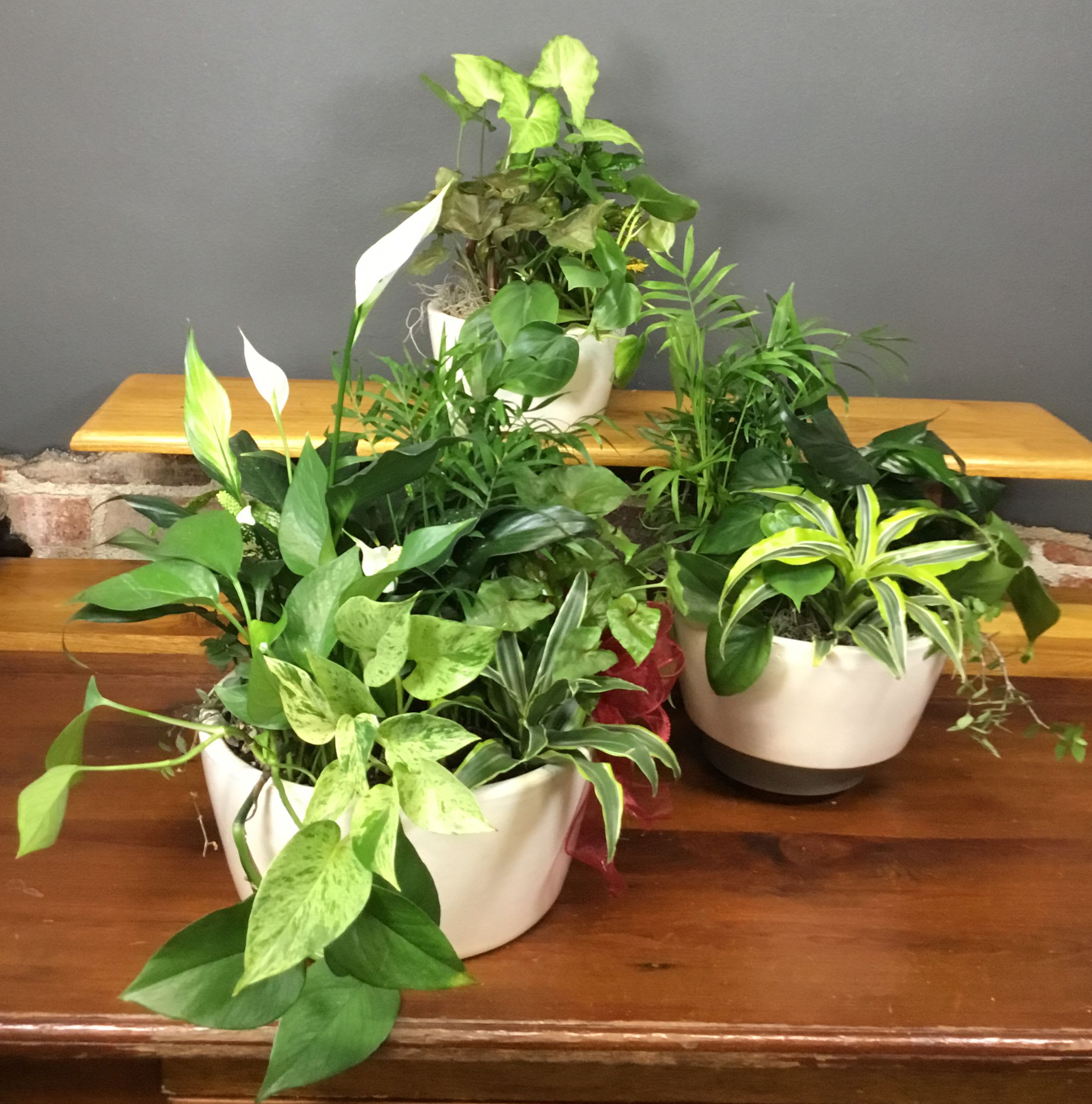 Dish Gardens - Potted houseplants grouped together create a calm, indoor garden feel-perfect as a green gift for a housewarming, sympathy arrangement, or to brighten an office. The dish garden brings together assorted houseplants so the person you're thinking of will feel cared for and comforted by living greenery that breathes life into any room.  Plants come in a white ceramic pot, the trio arranged on a wooden surface in the photo to show scale and styling. Lush, dense foliage in deep greens is balanced by the crisp white bloom and pots for a clean, contemporary look. This decorative grouping is low-maintenance compared with cut flowers and makes a lasting statement; ideal for someone who appreciates natural texture and easy-care houseplants.