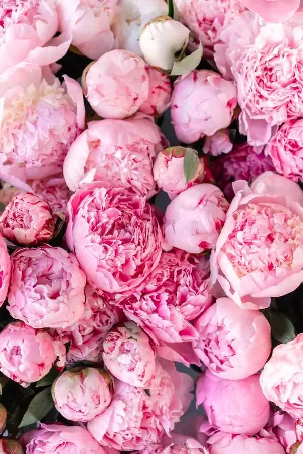 Cluster of pink peony blooms in close-up.
