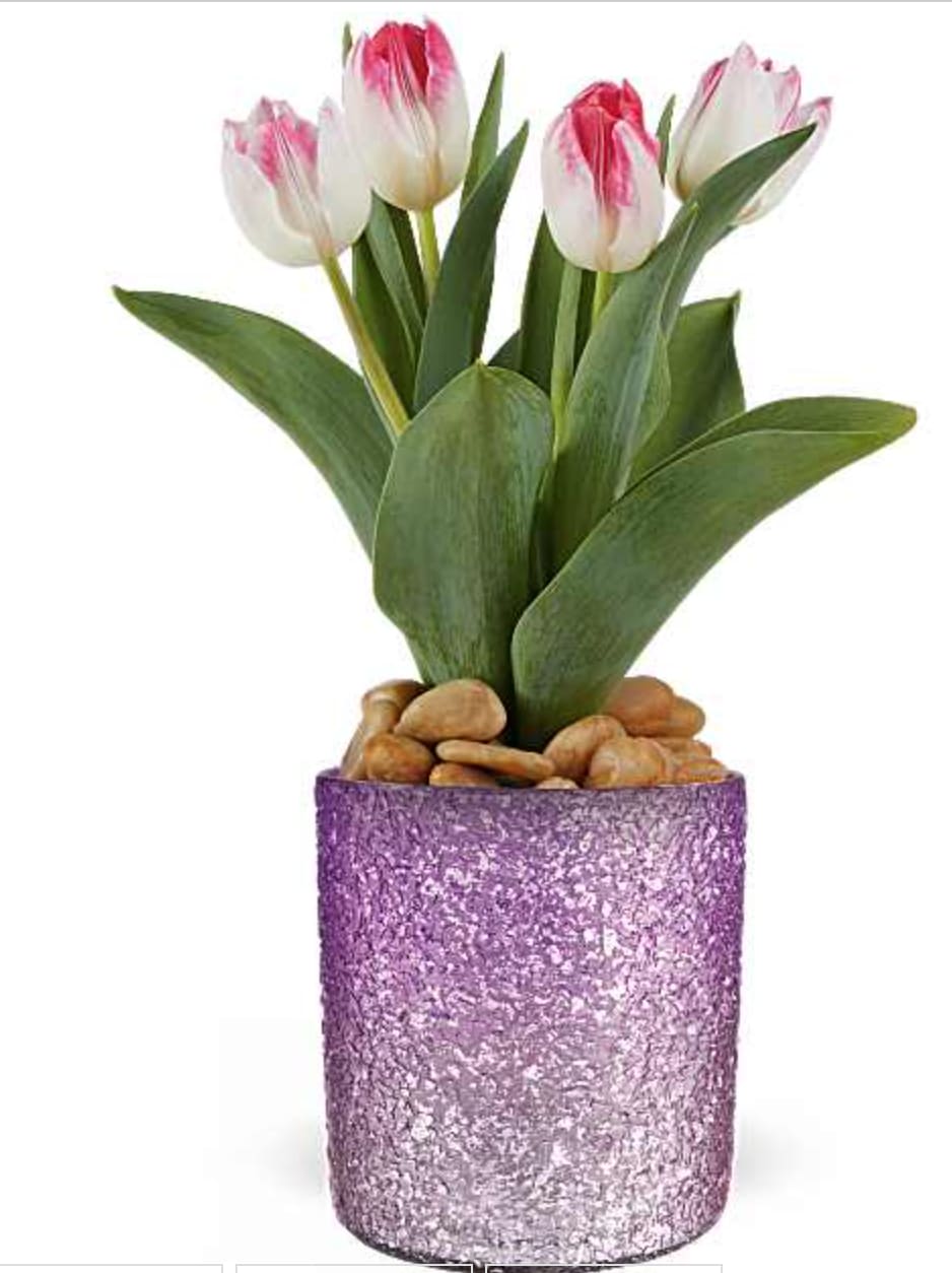 Dreamy Tulip - Brighten Mom's day with our Radiant Reverie vase, perfectly paired with an elegant tulip plant for a timeless Mother's Day centerpiece she'll treasure. Delight Mom with this elegant tulip plant, a perfect Mother's Day gift. The Dreamy Tulip Plant features beautiful pink and white blooms, presented in Teleflora's Radiant Reverie cylinder for a timeless and charming keepsake. Orientation: All-Around  SUBSTITUTION POLICY – Always deliver the freshest flowers! Please note the bouquet pictured reflects our original design.  If the exact flowers or container in this arrangement are not available, our local florists will create a beautiful bouquet with the freshest available flowers.