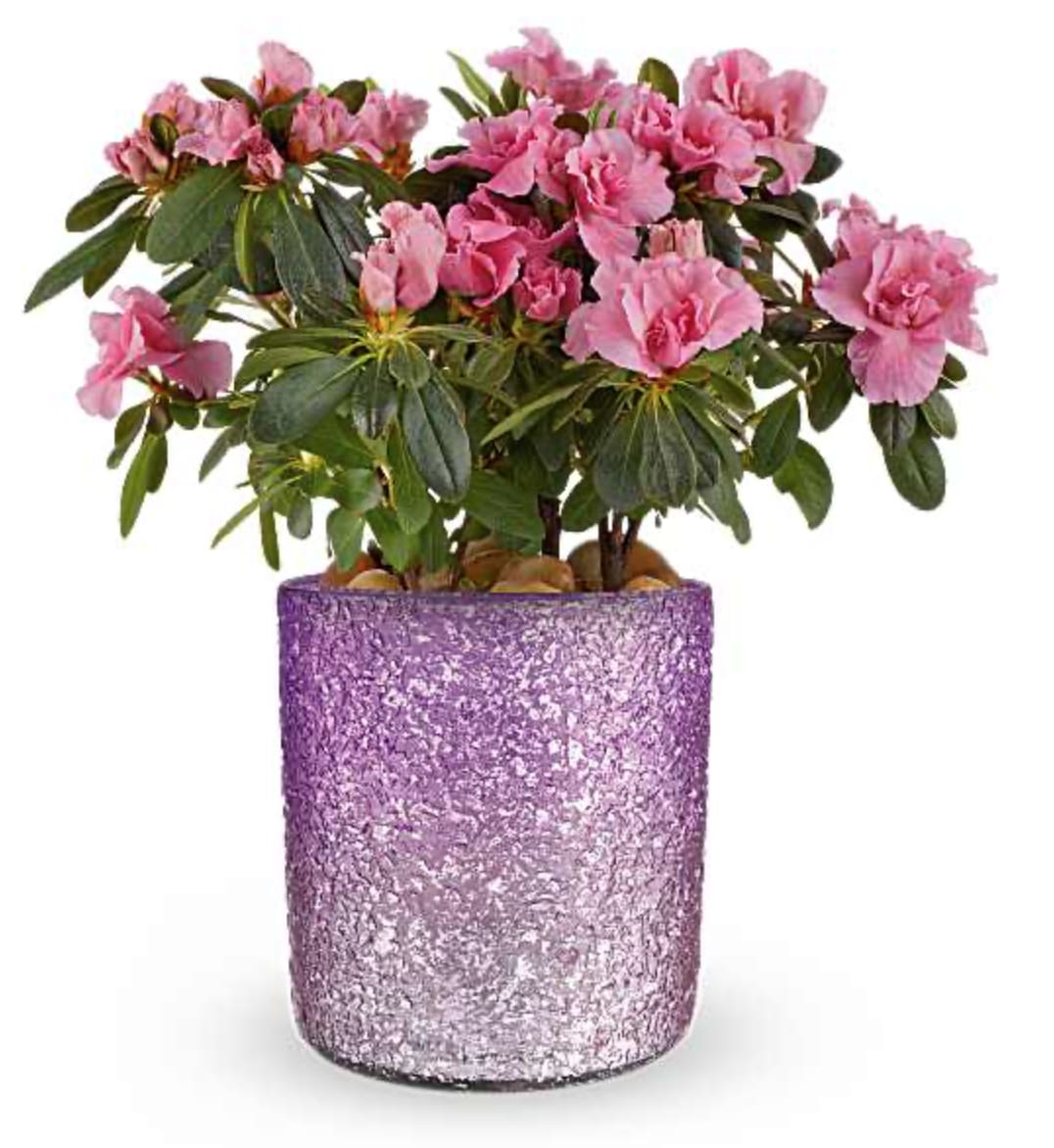 Blooming Sparkle Azalea Plant - Delight Mom with this charming azalea, a lovely Mother's Day gift. Our Blooming Sparkle Azalea plant is presented in a Radiant Reverie cylinder, creating a timeless keepsake she'll cherish. Orientation: All-Around  SUBSTITUTION POLICY – Always deliver the freshest flowers! Please note the bouquet pictured reflects our original design.  If the exact flowers or container in this arrangement are not available, our local florists will create a beautiful bouquet with the freshest available flowers.