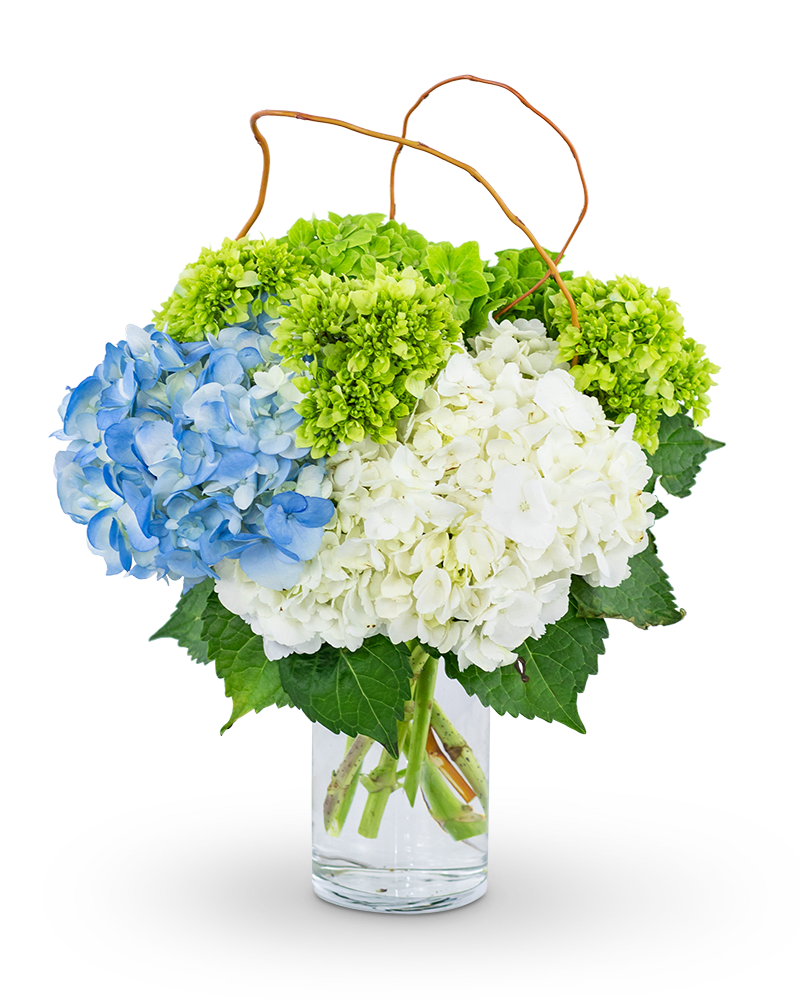 Hydrangea Perfection - Say it with Flowers! Hydrangea Perfection is the perfect design to warm up any home or office space. Blue, green, and white hydrangea with curly willow, artfully designed in a clear vase, will make the perfect accent to any room. You can't go wrong with this timeless look!