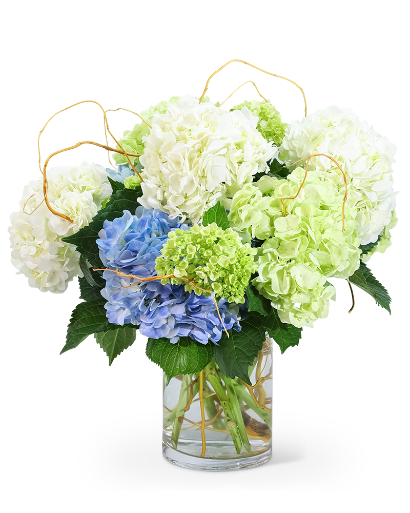 Hello, Hydrangea - Say it with Flowers! Hello, Hydrangea! is the perfect design to warm up any home or office space. Blue and white hydrangea and curly willow, artfully designed in a clear vase, will make the perfect accent to any room. You can't go wrong with this timeless look!