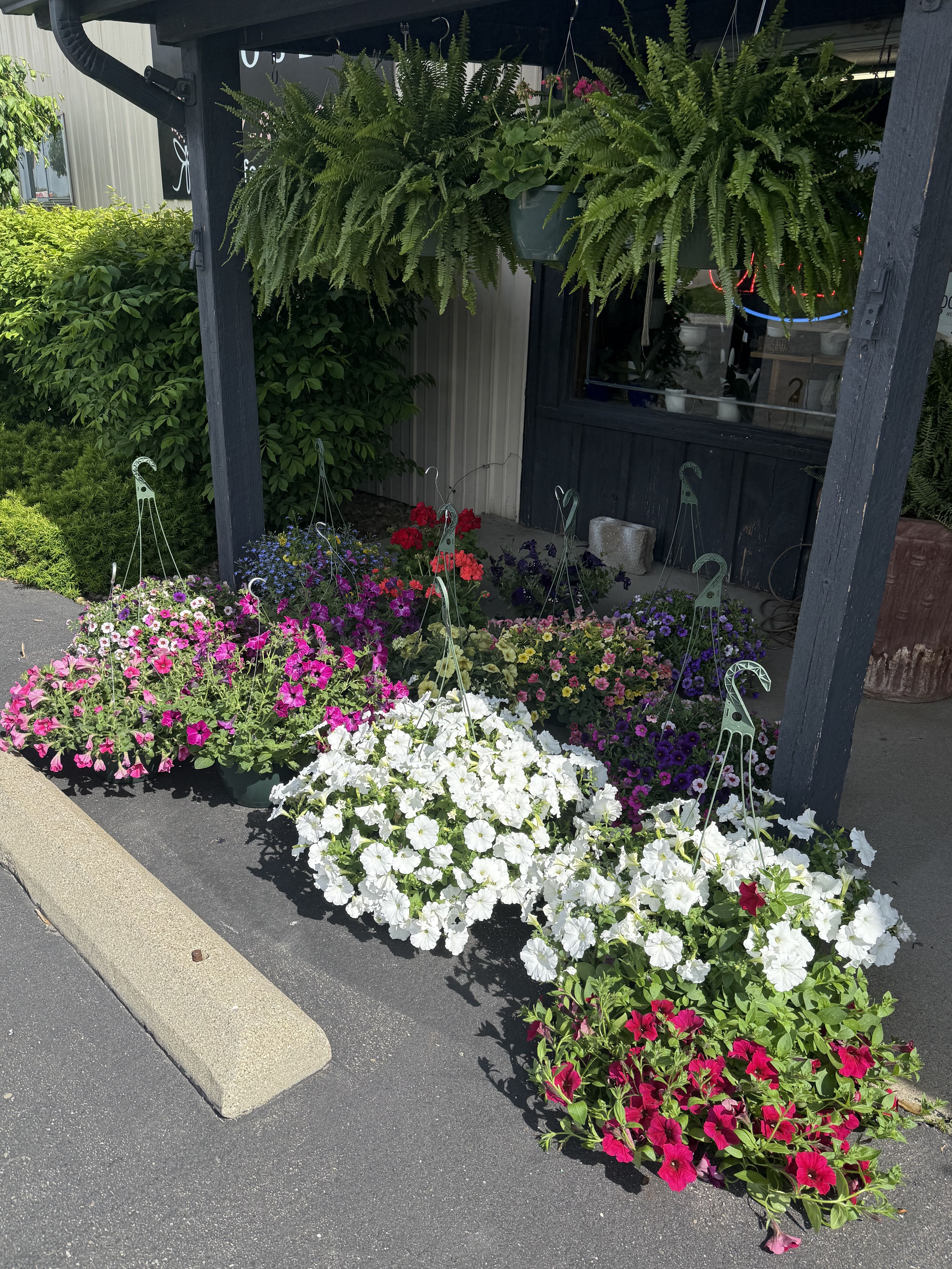 Rows of colorful potted petunias outside a storefront under hanging ferns.