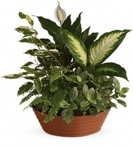 Potted green houseplant arrangement with a white spathe flower