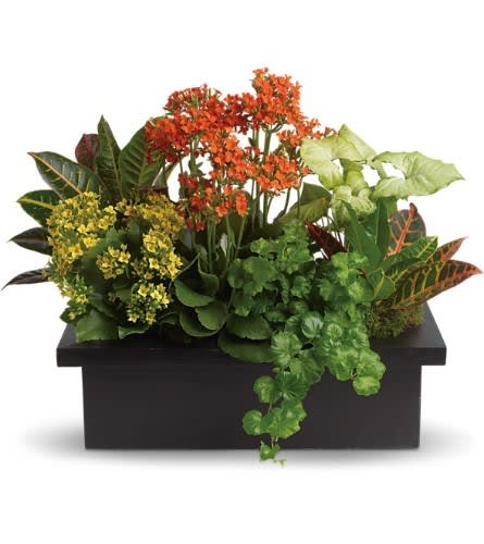Mixed potted plants and orange flowers in a black rectangular planter