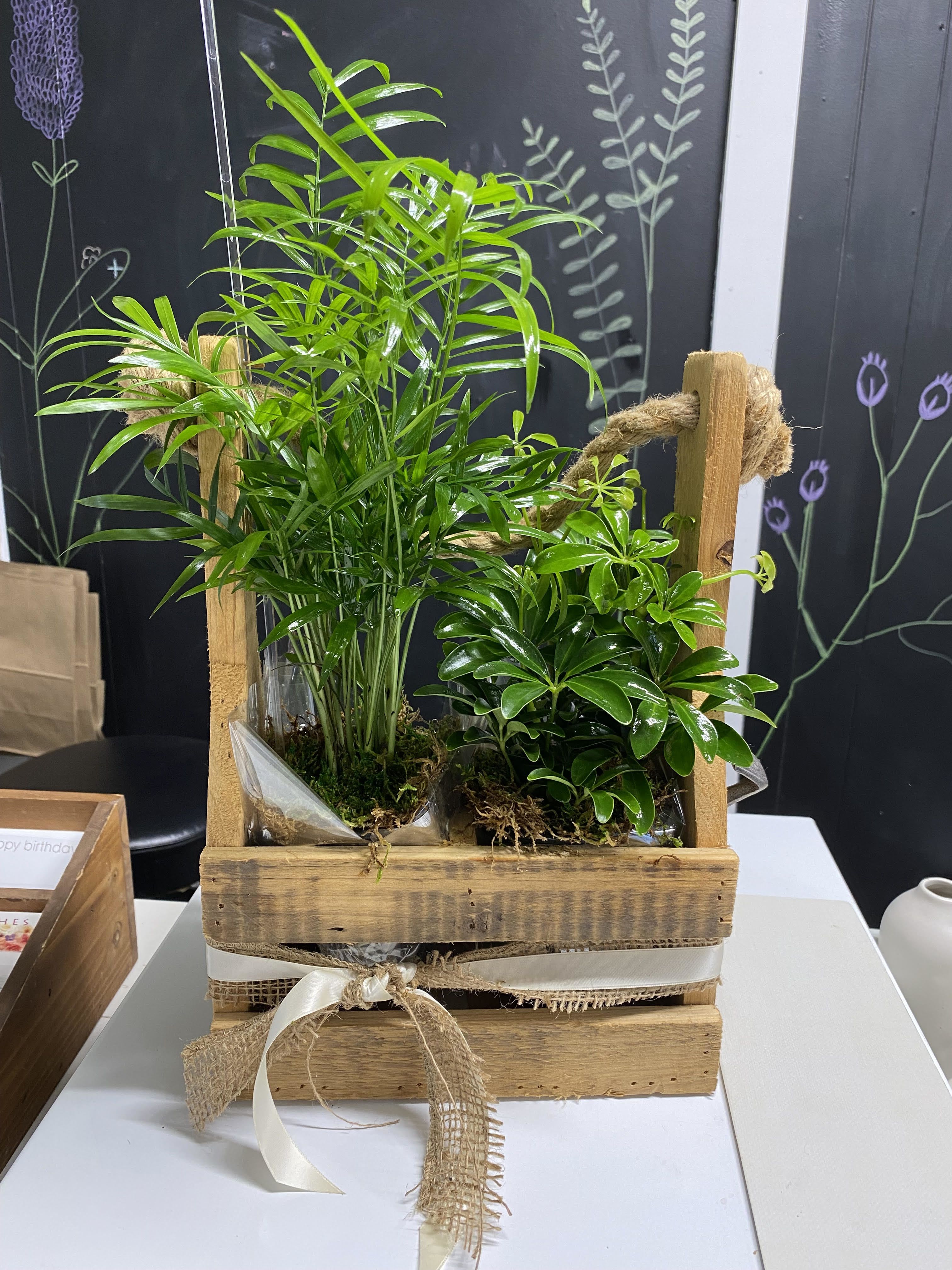 Potted green plants in a rustic wooden crate with ribbon