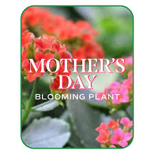 Mother's Day Blooming Plant  - Does Mom love blooming plants? We have just the one for her. We will choose a special plant from our selection at the time of order. A great way to say "Mom, You're The Best!" 