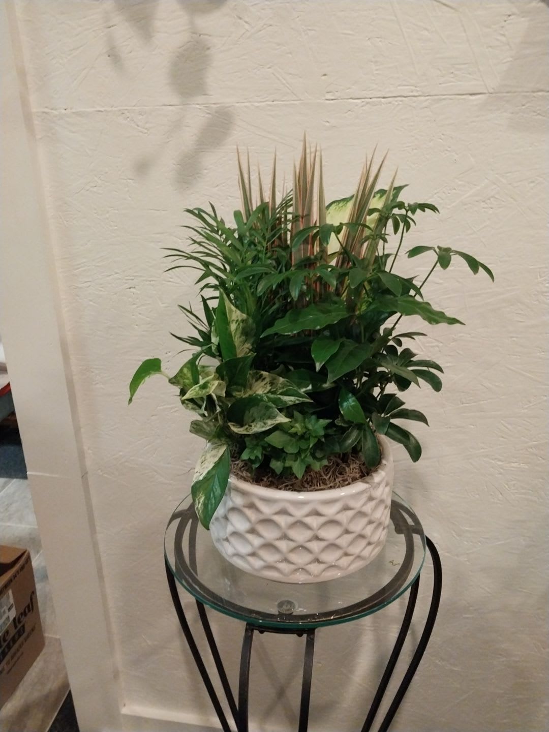 dish garden  - Dish garden tropical indoor plants in a ceramic planter. can add fresh cut flowers for an additional fee