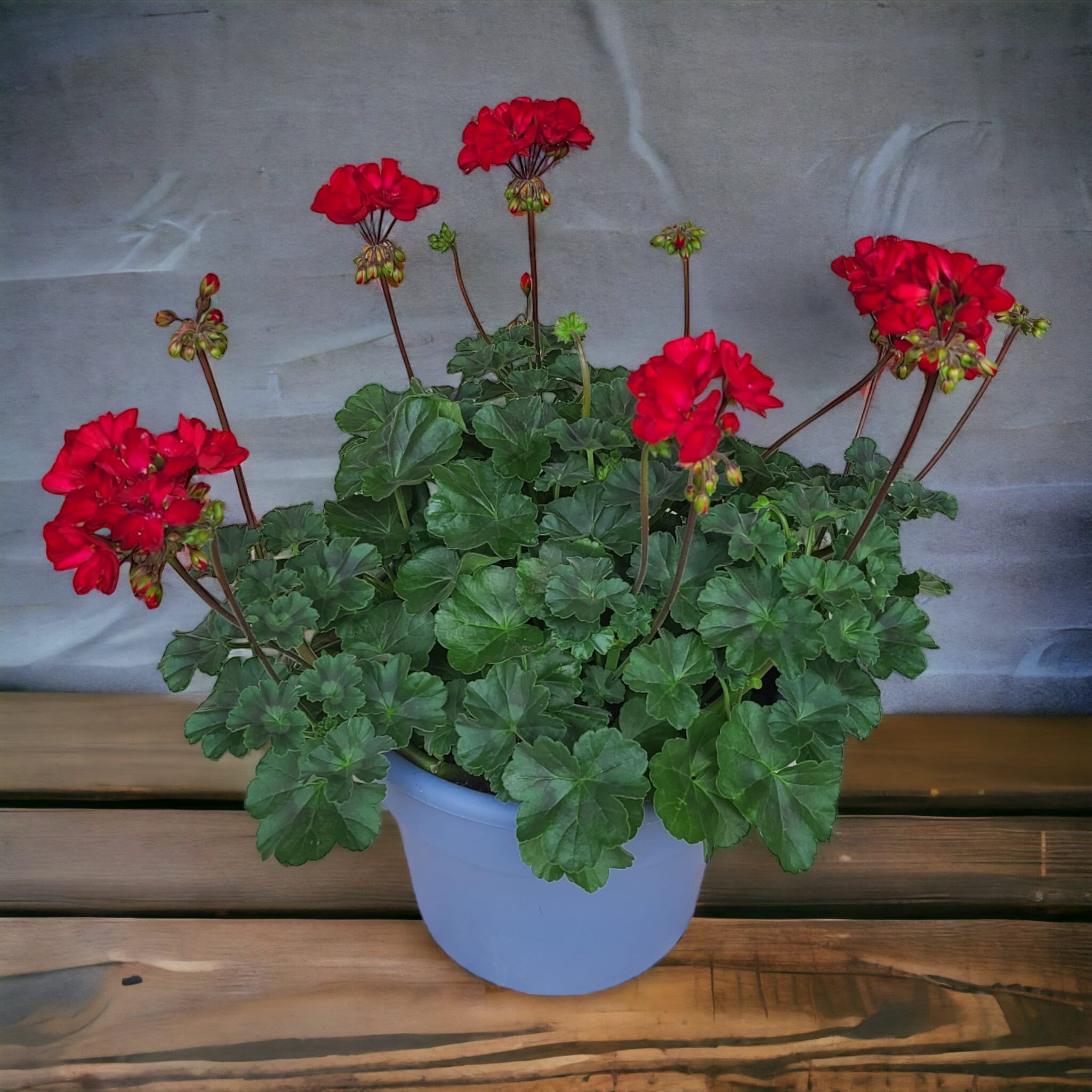 Potted plant with red geranium blooms in a light blue container