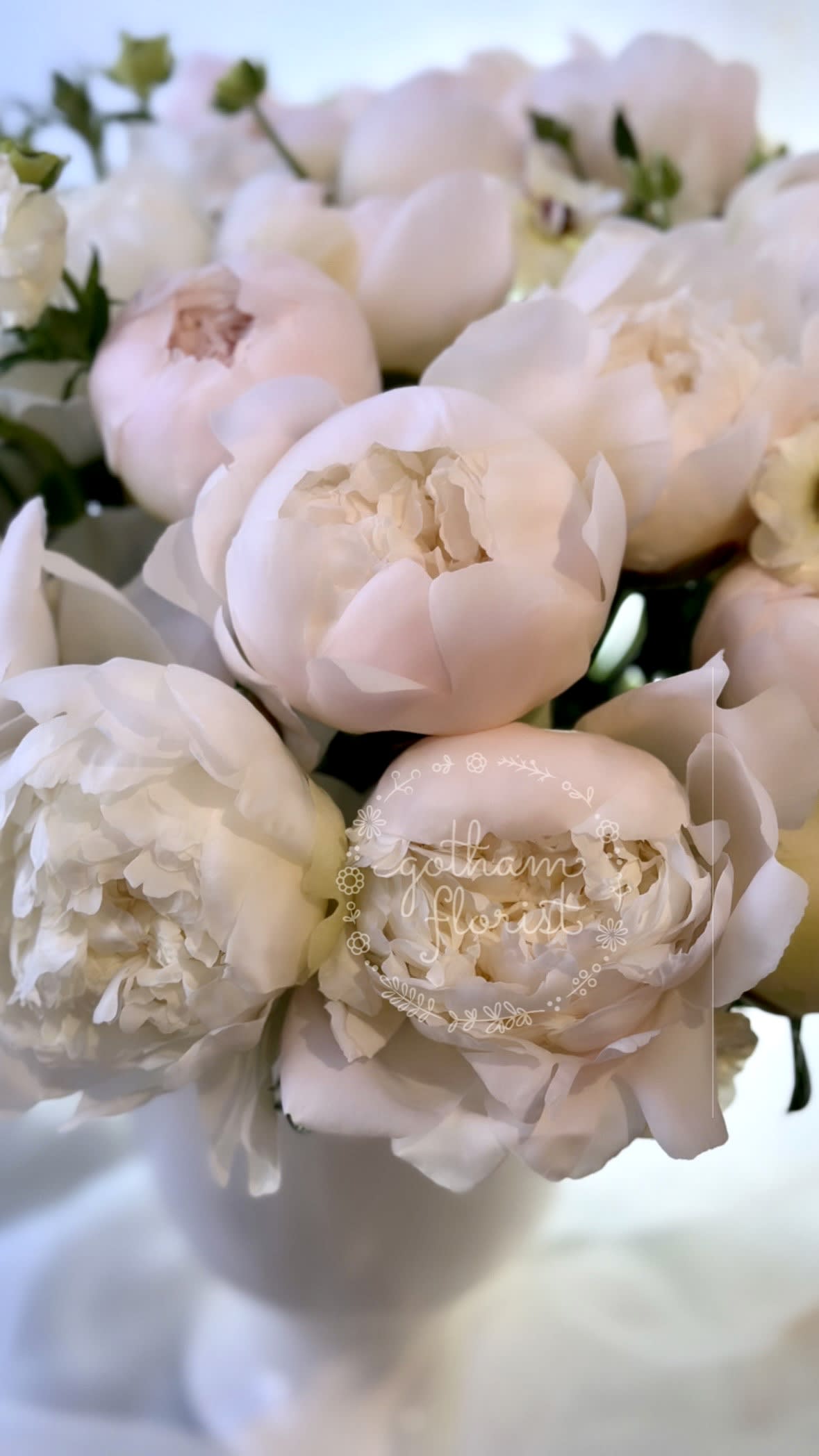 Dreamer - The prettiest blush/white peonies in beautiful ceramic pedestal vase. 36 Peonies to say I LOVE YOU!.Send the best flowers from the best florist in manhattan. #peonies #valentinesday 