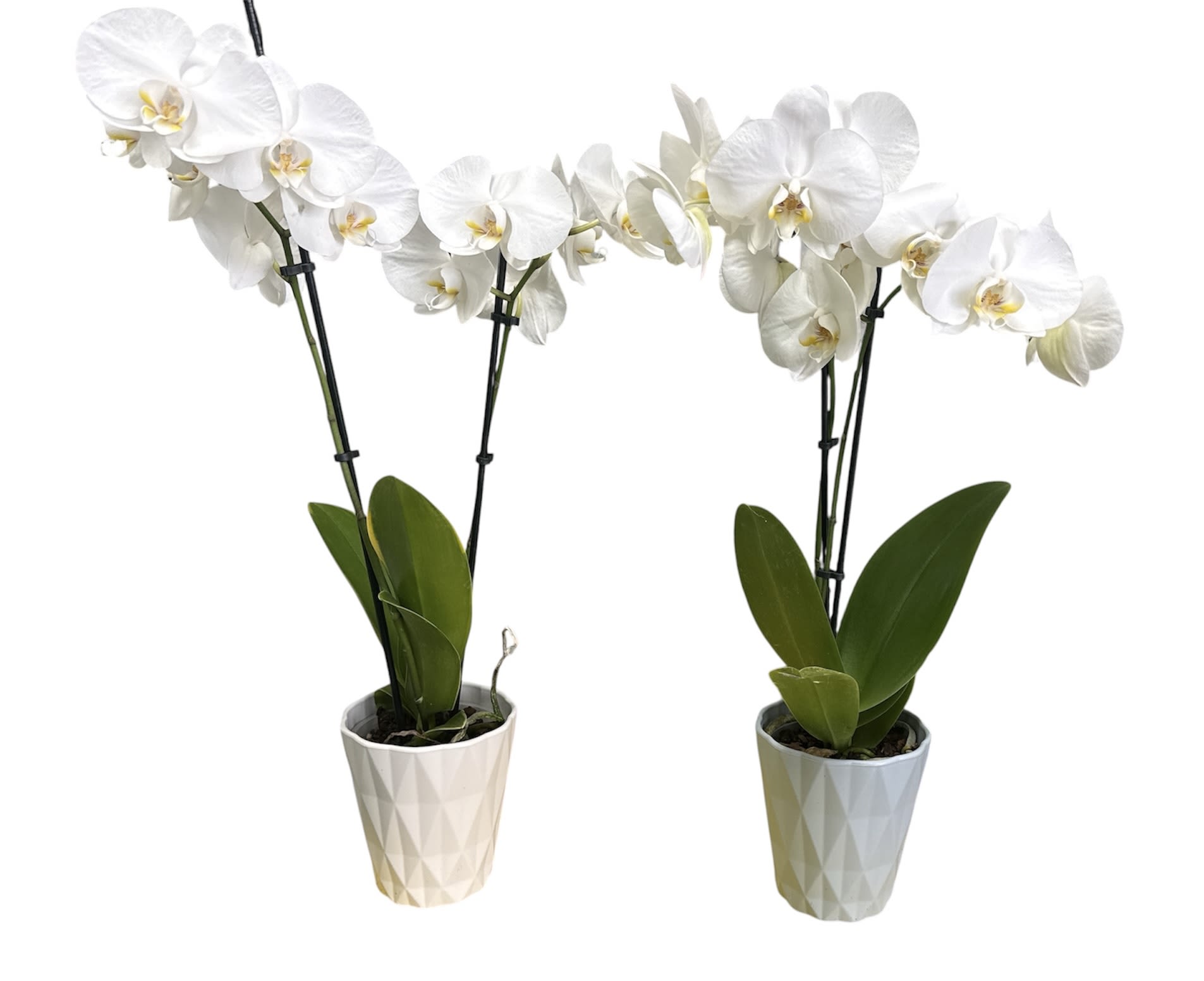 Orchid Plant - One orchid plant in a floral gift bag, bow, and ribbon