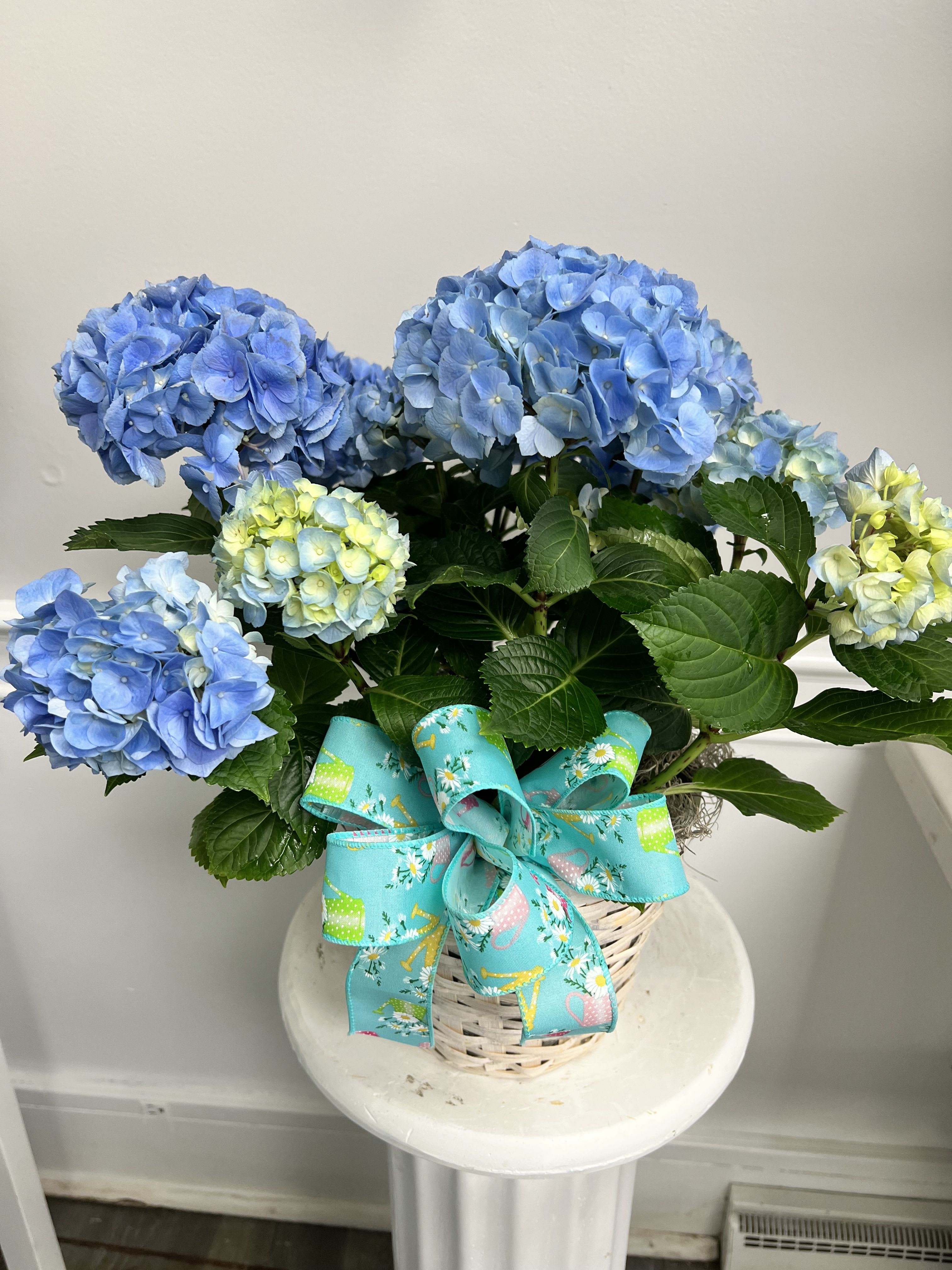 Blue Hydrangea Plant - Send a breath of fresh air with a beautiful cape cod favorite.