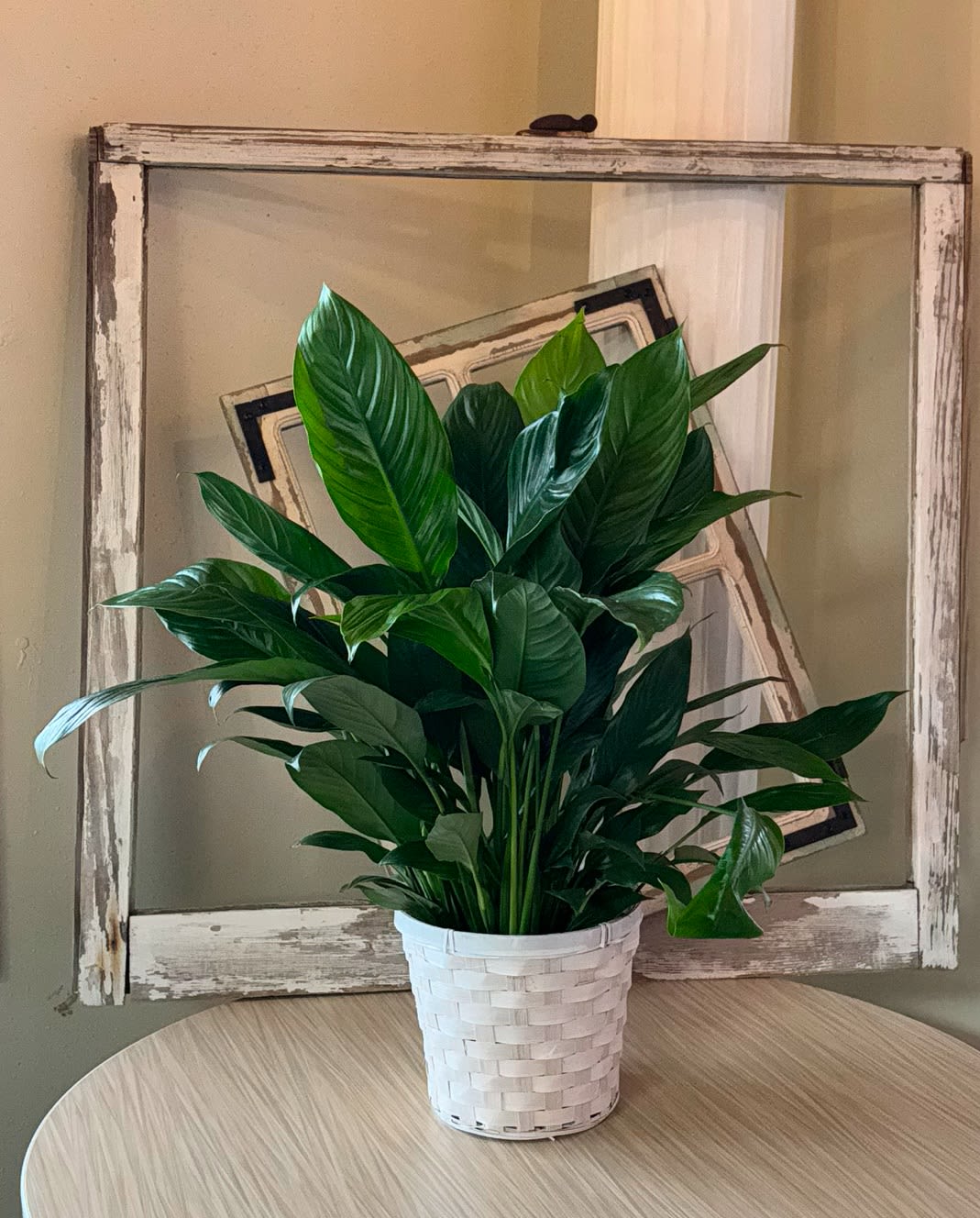 A leafy green potted plant in a white woven basket