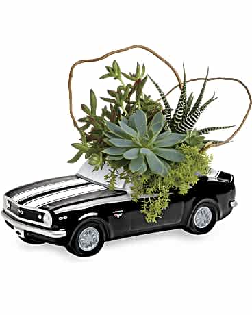 Succulent arrangement in a black toy car planter
