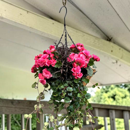 Pink Begonia Hanging Basket - Bright clusters of vivid pink begonia blooms spill over a decorative hanging basket, making this flower arrangement an instant porch-pleaser for a birthday, Mother's Day, or cheerful "get well" gift. The dense crown of flowers set against deep green leaves reads as a warm, summery focal point-perfect for saying thank you, congrats, or simply brightening someone's day just because.  This living gift features lush foliage with trailing vines that cascade in layered drapes, creating a full, lively silhouette that suits porches, patios, and covered balconies. The plants arrive potted in a hanging basket with a sturdy metal hanger; color notes include bright pink blooms, rich green leaves, and subtle touches of warm orange for seasonal contrast. Sized to fit most outdoor spaces, it offers long-lasting color with minimal fuss.  Give this to someone who loves lasting, cheery color-housewarming hosts, friends recovering at home, or anyone who deserves a sunny surprise. For best results, hang in bright, indirect light and water when the top inch of soil begins to dry to keep blooms abundant and foliage healthy.