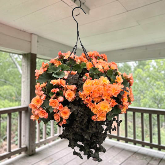 Colorful Begonia Hanging Basket - Lush clusters of orange begonias spill from a hanging basket, their rounded, overflowing shape creating an instant porch centerpiece-the perfect hanging basket for Mother's Day, spring or summer decorating. This colorful begonia hanging basket brings warm orange blooms forward against deep green-black, textured foliage for a cheerful, garden-fresh look that will make the person you're thinking of feel truly seen and celebrated.  This living arrangement features hardy begonia plants arranged in a woven hanging basket with a sturdy metal hanger for easy display. The composition reads full and casual, with dense blooms and dark leaves that add rich contrast; purple, yellow, blue and green accents in the planting add subtle color depth. Sized to create an abundant, cascading silhouette, it's designed for outdoor or covered-porch display and works as an everyday decorative plant rather than a cut-flower bouquet.