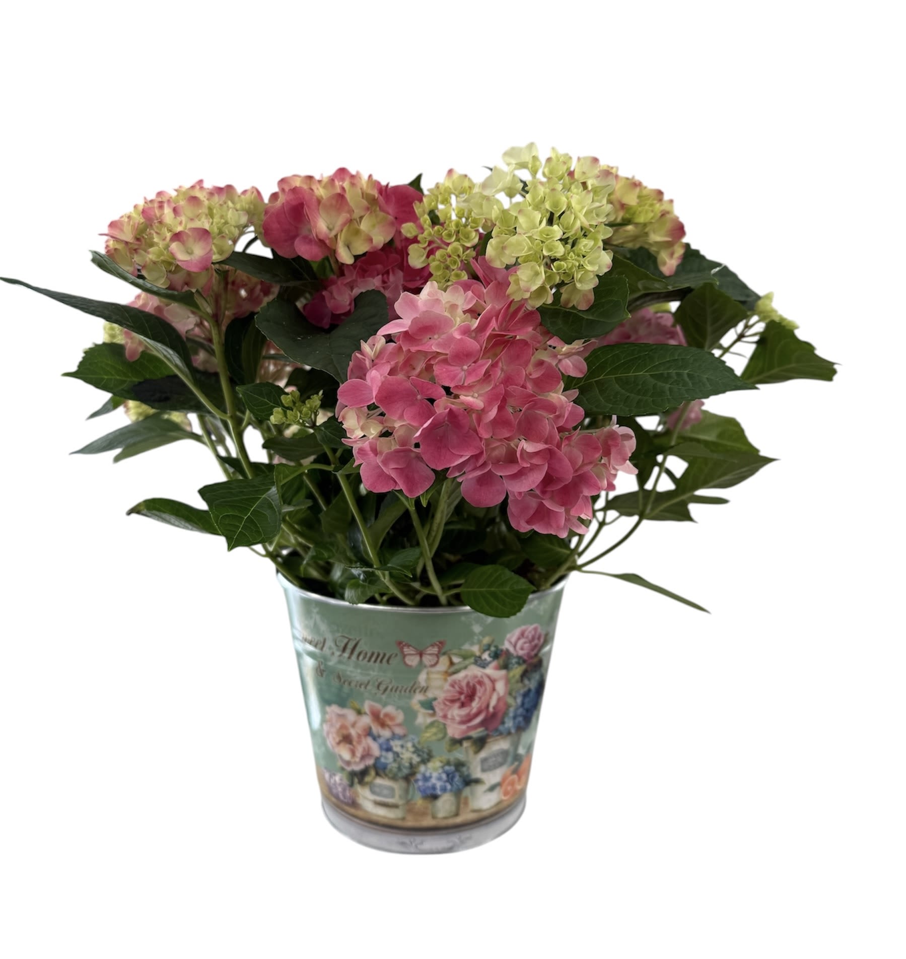 Happy Hydrangea - The hydrangea is a beautiful plant...and I can tell from the past that I have been successful planting it outside for next year.  May take extra year to bloom but this is a forever plant.  BUT the pot is what makes it so special for Mother's Day!  And yes - our hydrangea is HAPPY! If we find due to availability that we may need to use a different plant in this special pot - we will contact you by email!
