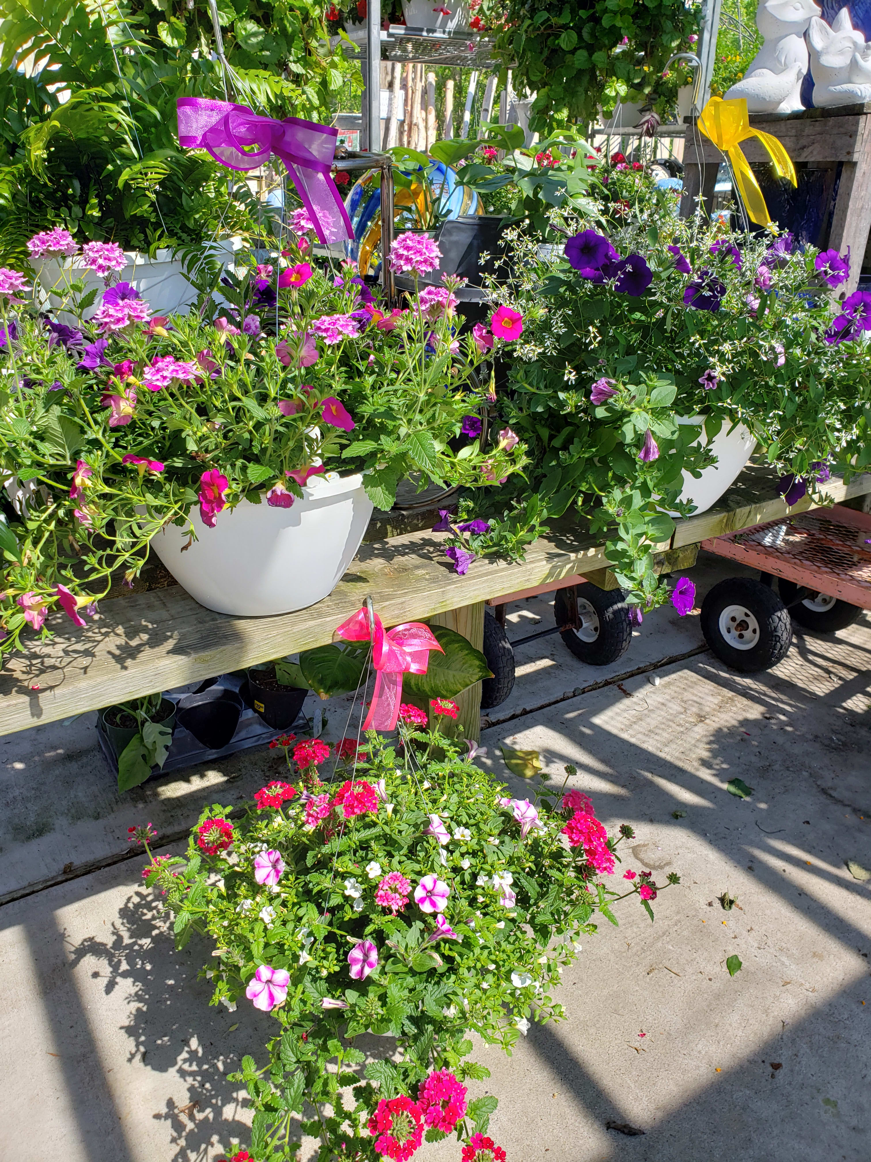  Beautiful Annuals Hanging Basket 10inch - Let our team select a beautiful hanging basket of blooms and send to Mom!  Will include a complimenting bow. Please include your color preference(s) in "notes to florist" and we will do our best to accommodate. 