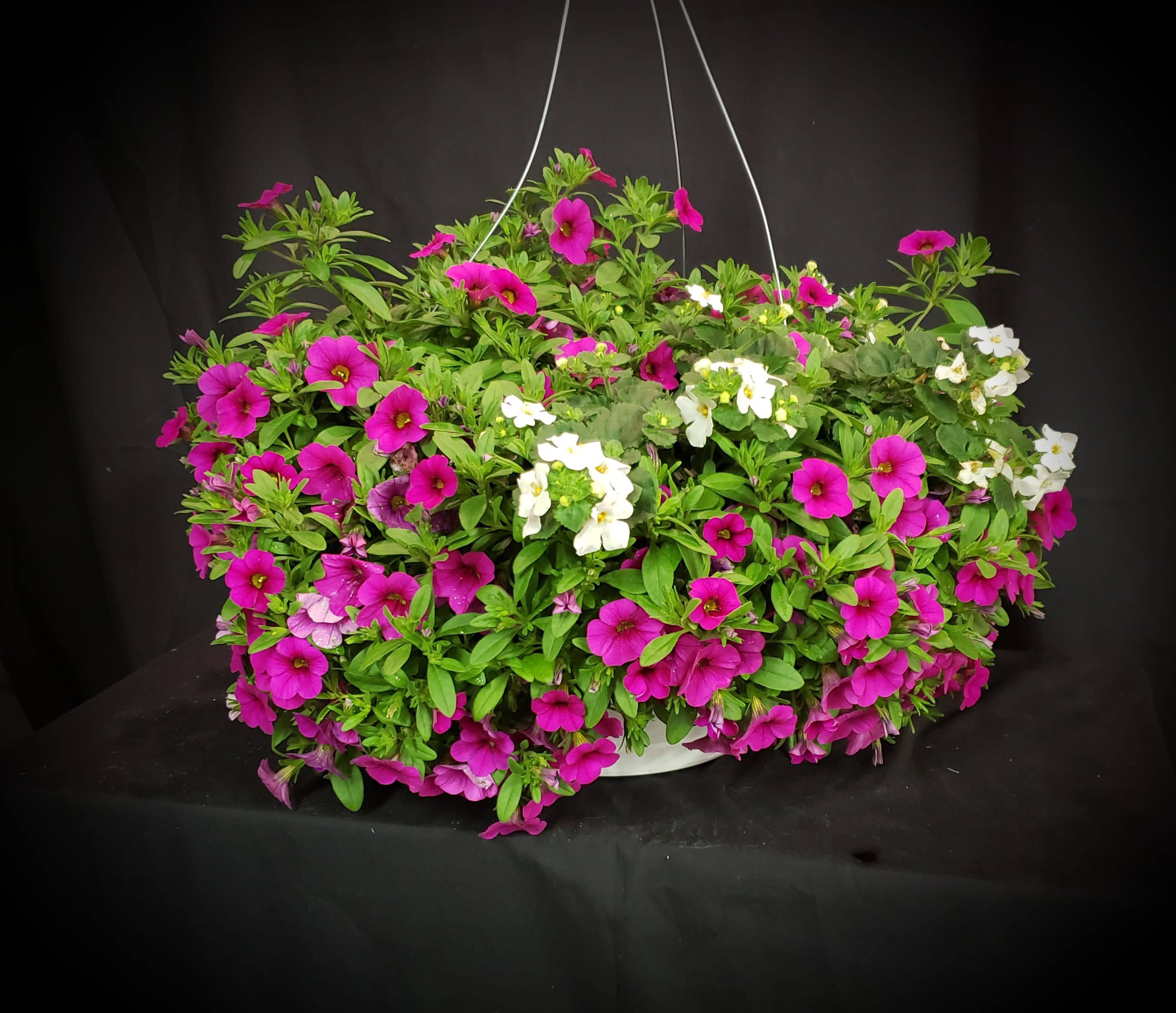 Hanging basket of pink and white petunia flowers