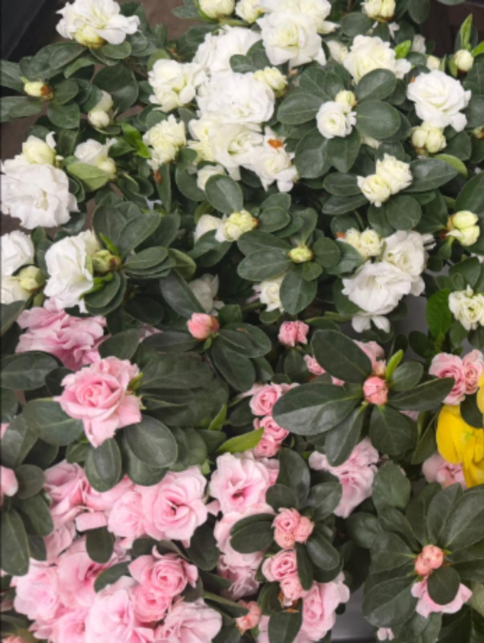 Azalea  - Colors will vary  