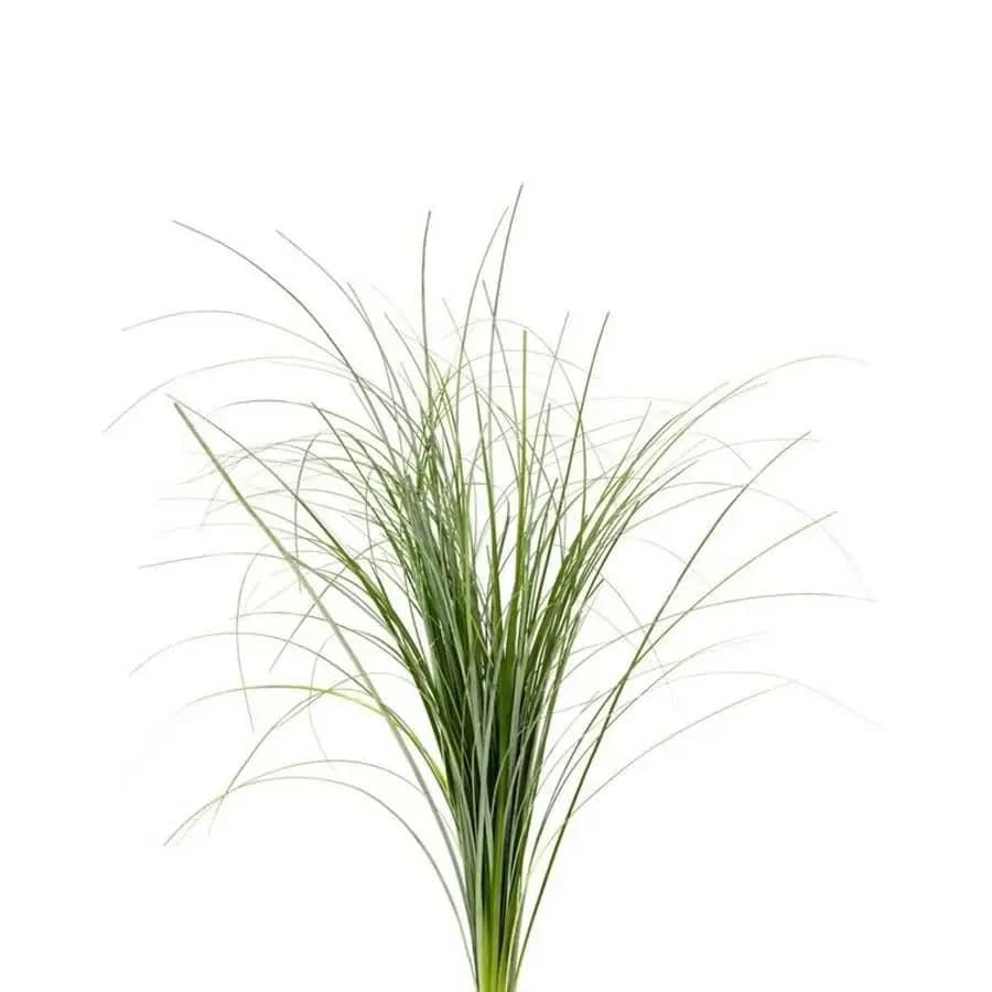 Tall tuft of thin ornamental grass on a white background