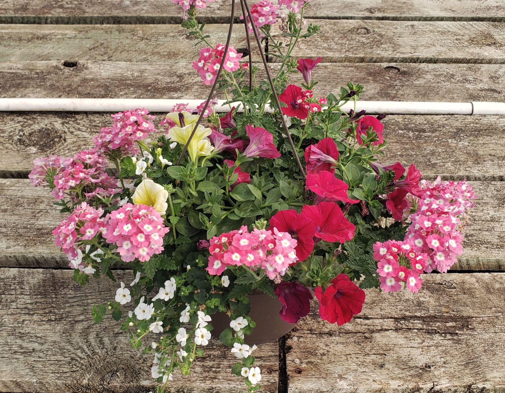 Hanging basket of pink and red flowers with white blooms