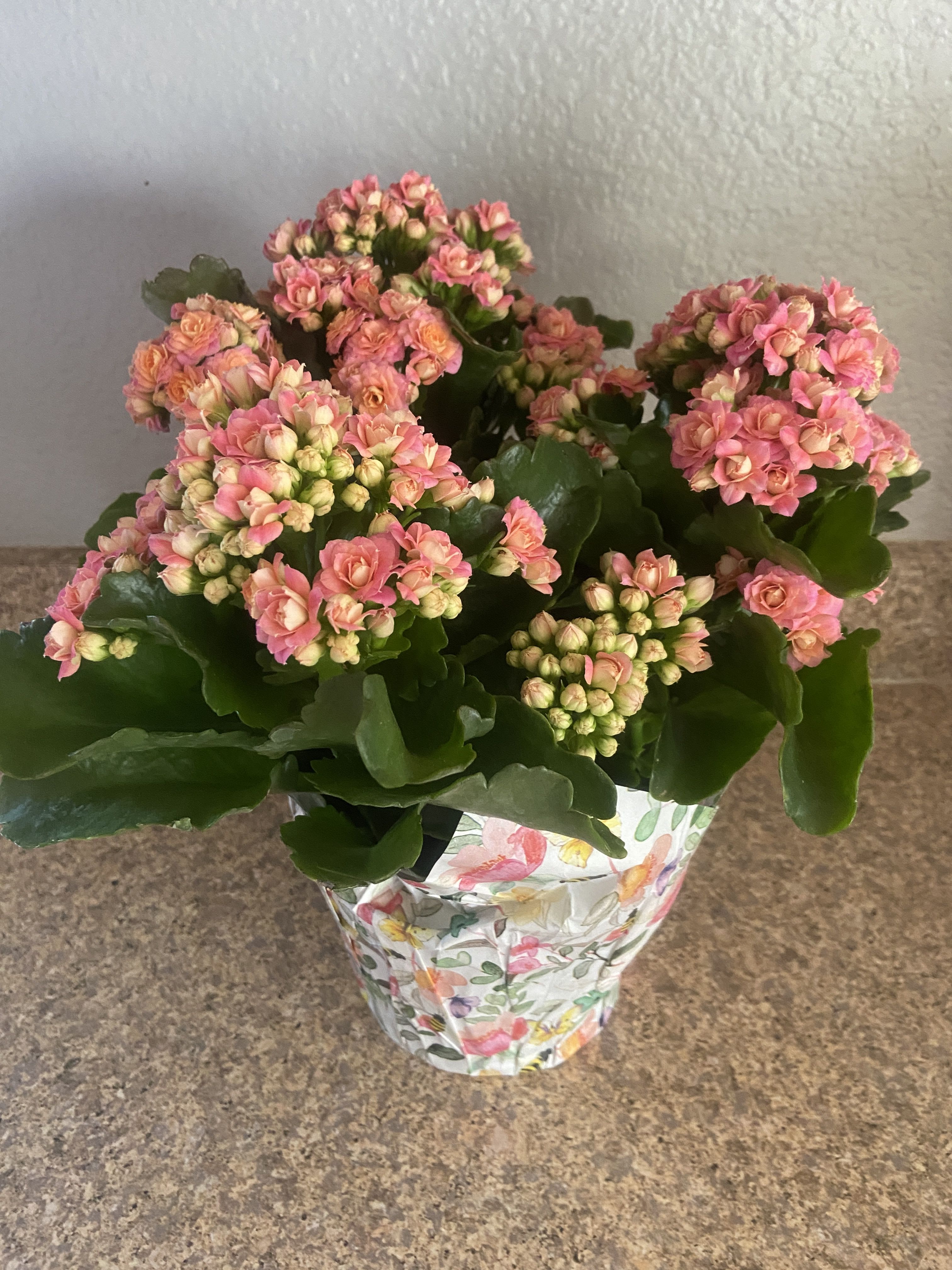^ Blanche - Peach-tinged pink clusters of kalanchoe deliver a cheerful, long-lasting gift for birthdays, thank-yous, or "just because" moments. This potted flower arrangement is perfect as an everyday gift that brightens a desk, windowsill, or bedside - the recipient will feel noticed and cared for by a living plant that keeps on blooming.  Thick, glossy green leaves support rounded heads of small pink blossoms in a compact, full form. The plant arrives in a decorative floral-print wrap around the pot for a casual, gift-ready presentation that looks lovely unwrapped on tabletops or kept as-is for instant charm. Includes the potted kalanchoe and decorative paper wrap; easy-care and suited to bright, indirect light for continued flowering.