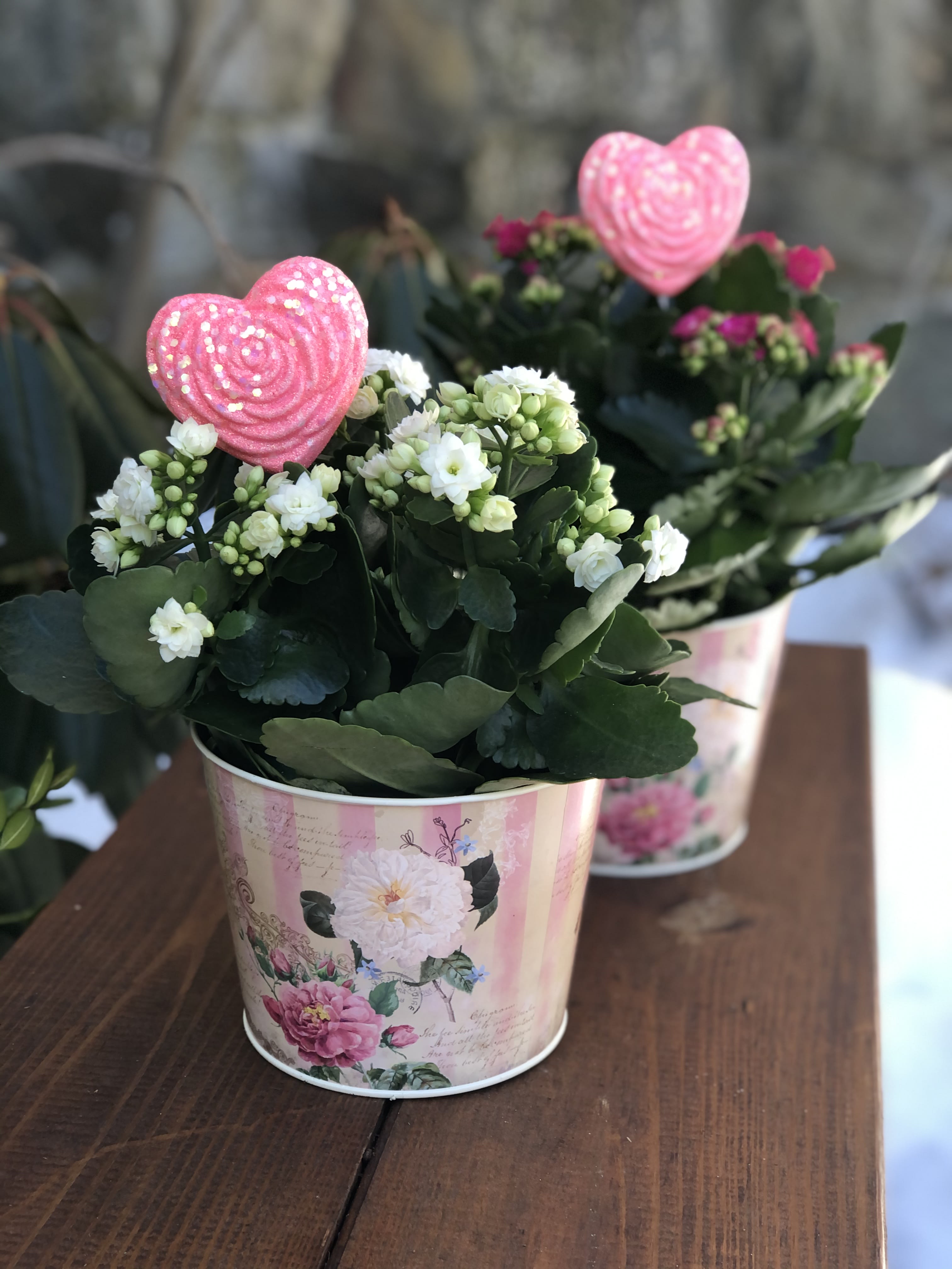 Potted white flowering plants in decorative pink tins with heart picks