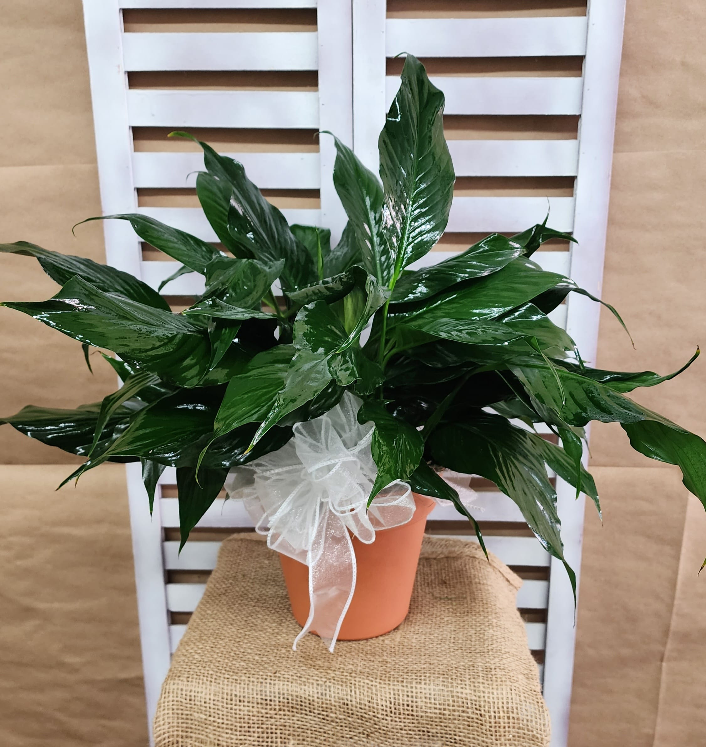 Potted green houseplant with glossy leaves and a white ribbon bow