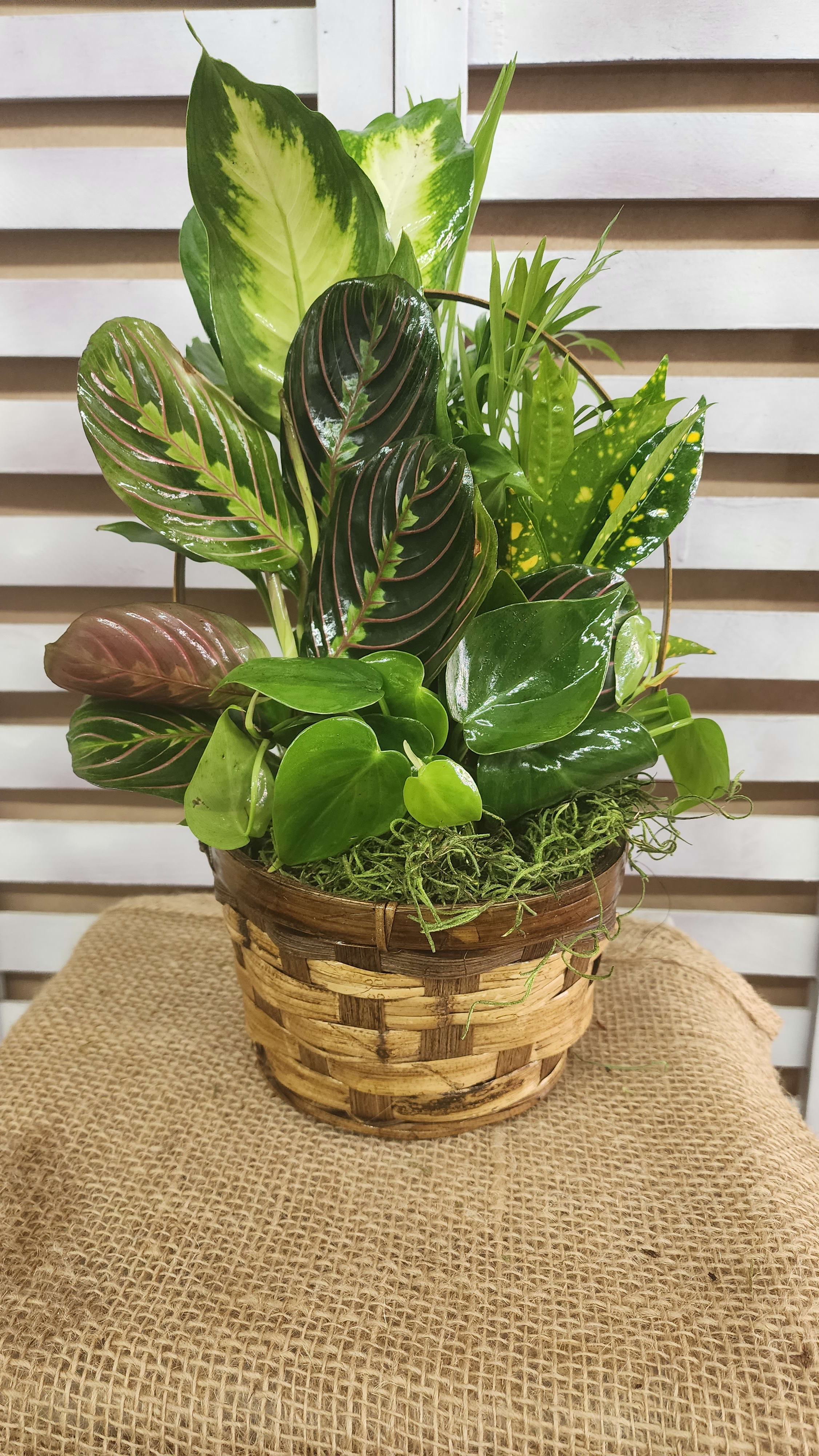 Basket planter with assorted green tropical foliage