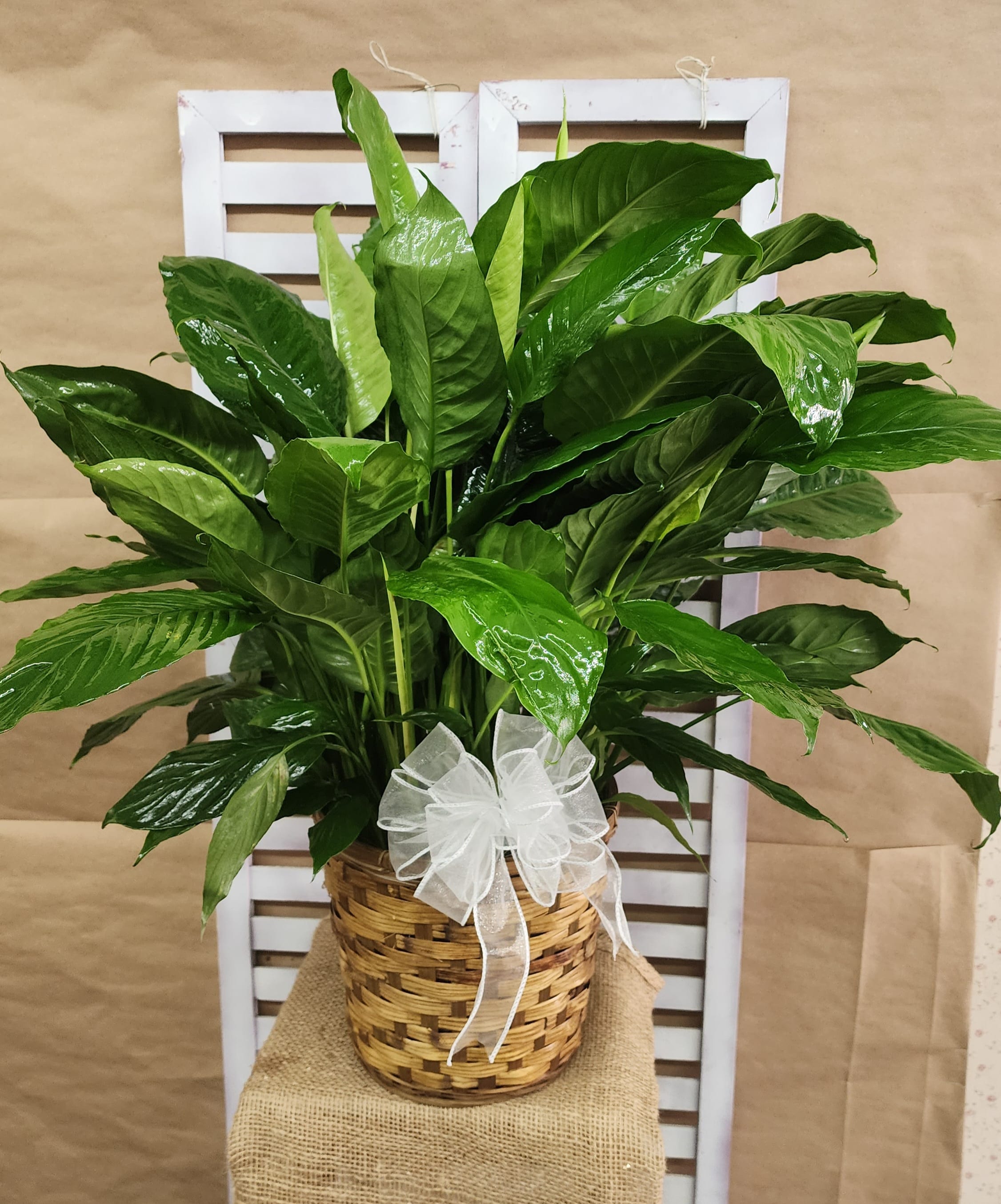 Potted green houseplant in a woven basket with a white ribbon bow