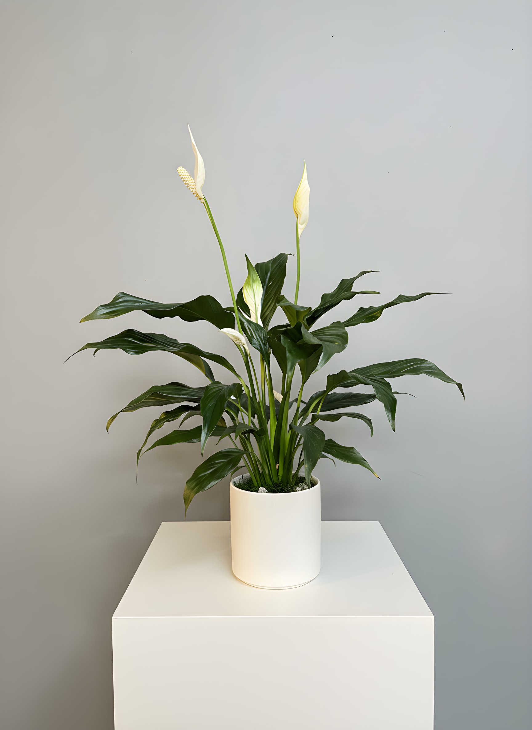 Potted peace lily with white blooms in a white planter