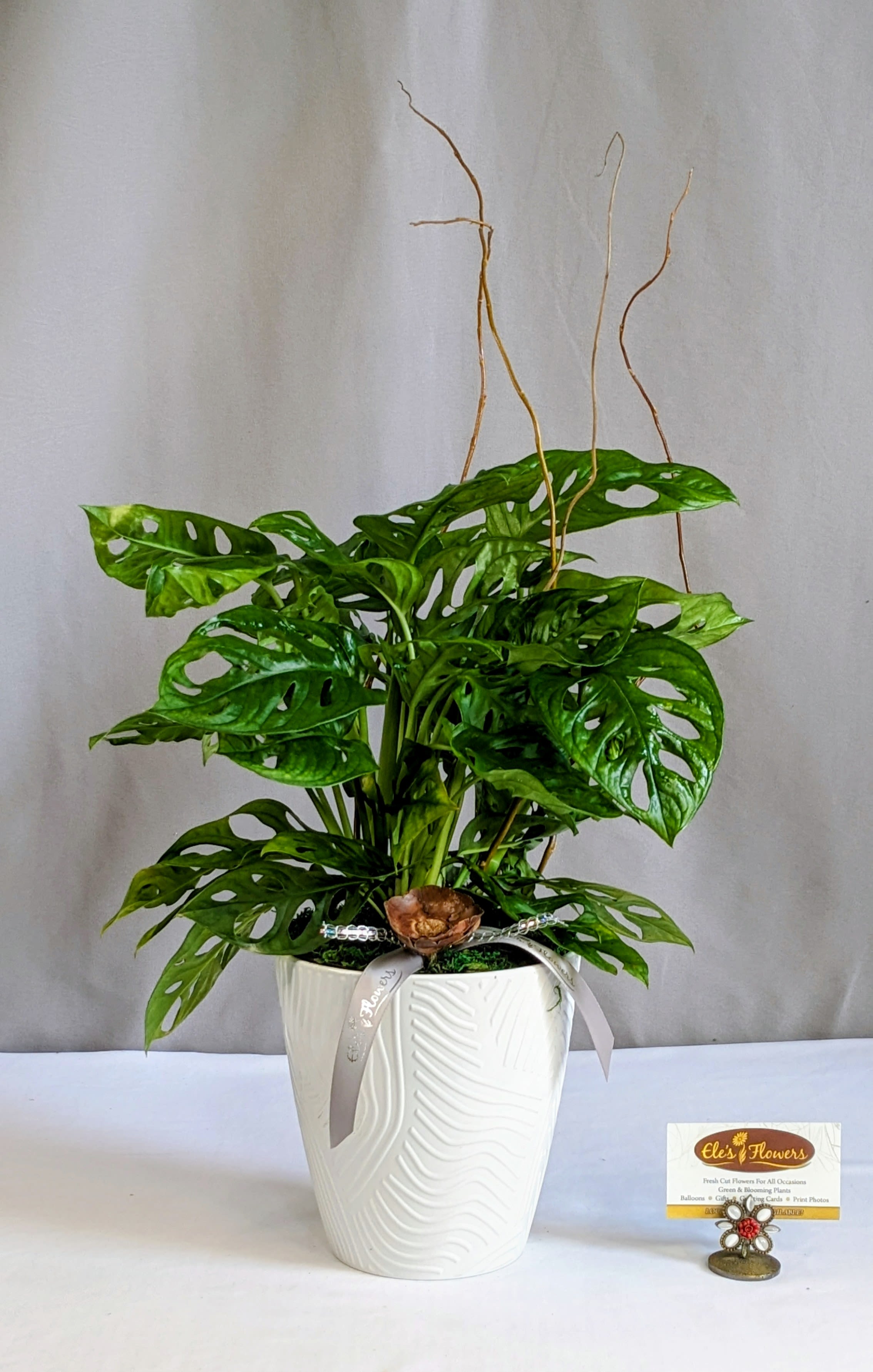 Swiss Cheese Monstera  - 6" Planter - The Swiss Cheese Plant is a striking tropical houseplant known for its unique, perforated leaves that resemble Swiss cheese. Perforated leaves open gradually on each leaf as it unfolds. This fast-growing plant thrives in bright, indirect light and loves a bit of humidity, making it a perfect choice for adding a touch of the jungle to your indoor space. With its trailing or climbing habit, it’s great for hanging baskets, shelves, or training on a trellis. Easy to care for, it’s a favorite among plant enthusiasts. Care instructions provided.   Approximate Dimensions: 22"H x 13"W