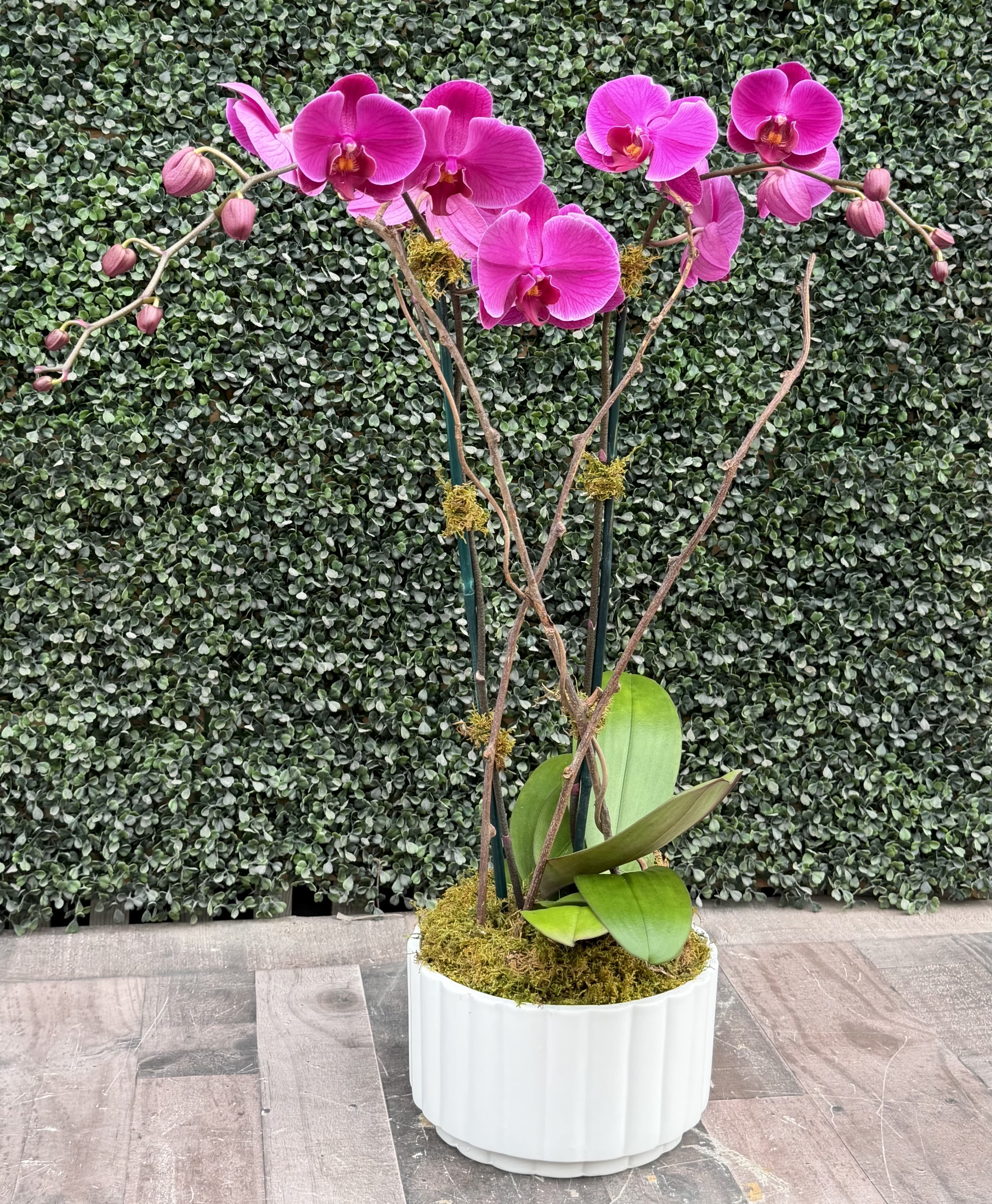 ORCHID OASIS (PURPLE) - A double stem white Phalaenopsis orchid in white ceramic container with moss and willow.
