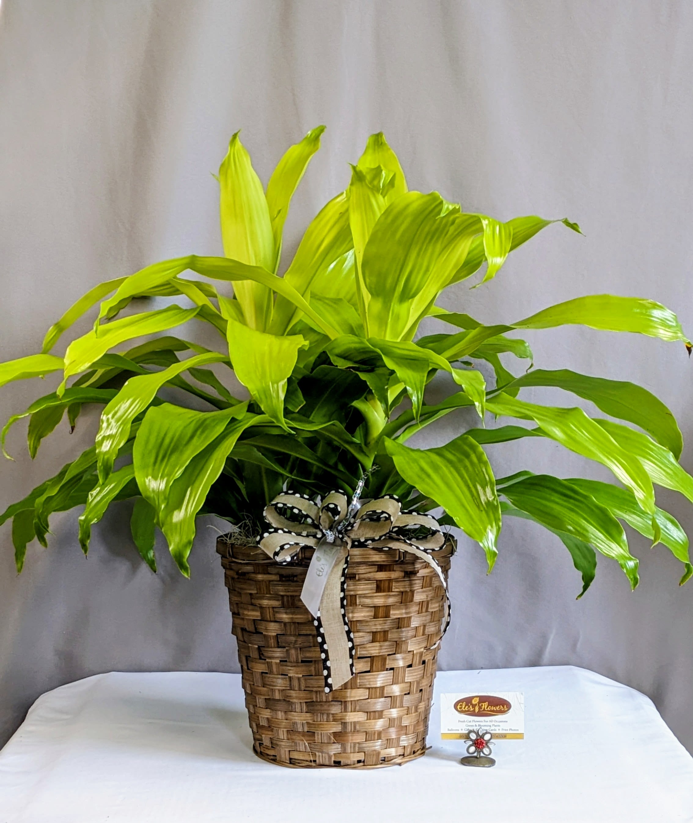 Lime Light Dracaena - 8" Planter - The Dracaena plant is a versatile and visually captivating addition to any indoor space. With its tall, slender stems and vibrant, sword-shaped leaves, it brings a touch of tropical beauty to homes, offices, and other environments. The Dracaena Lime Light offers a bright green color to any home or office.  Makes a great houseplant or the perfect option for many occasions.  Approximate Dimensions: 27"H x 36"W