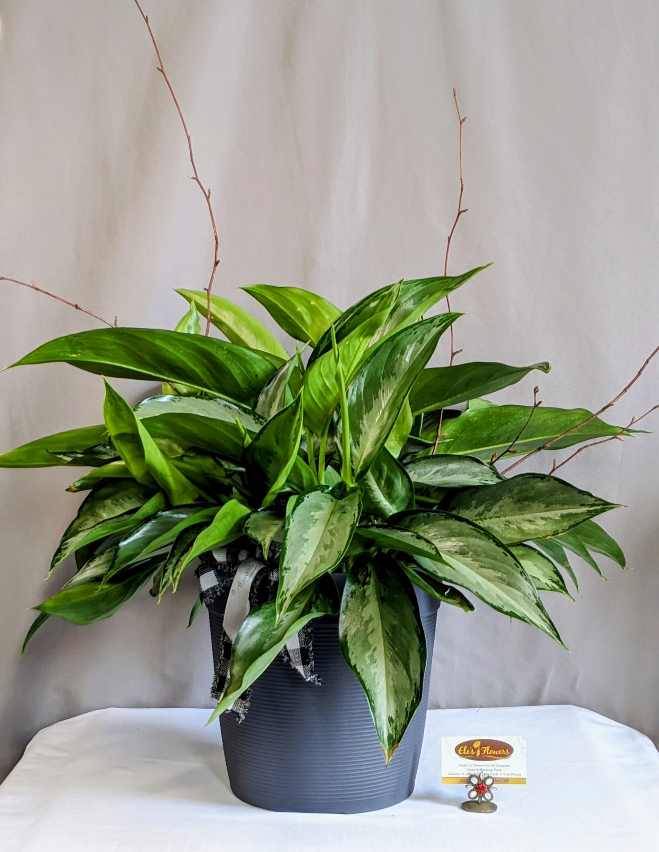 Chinese Evergreen - 8" Planter - Aglaonema, commonly known as Chinese Evergreen, is a popular houseplant admired for its attractive, lush foliage. The leaves come in various shades of green, often adorned with striking patterns of silver, white, or red. This plant is highly tolerant of low light conditions and requires minimal maintenance, making it ideal for both novice and experienced plant owners. Aglaonema thrives in moderate humidity and needs only occasional watering, allowing the soil to dry out between waterings. Its air-purifying qualities and aesthetic appeal make it a wonderful addition to any indoor space. We enhance the appearance of this plant by placing inside a decorative pot, top dressed with moss and ribbon with birch branches added.   Approximate Dimensions: 28"H x 23"W