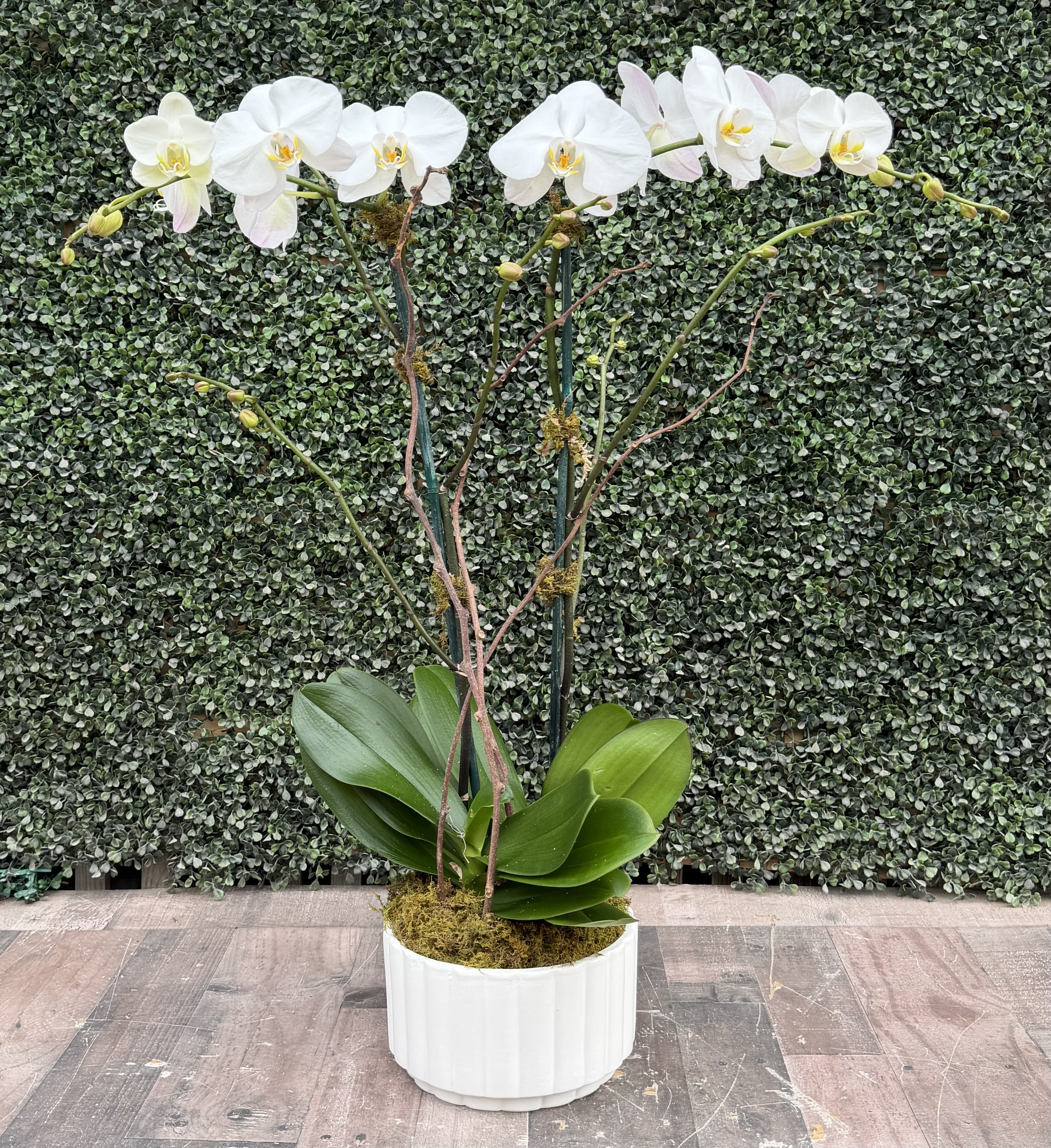 ORCHID OASIS (WHITE) - A double stem white Phalaenopsis orchid in white ceramic container with moss and willow.