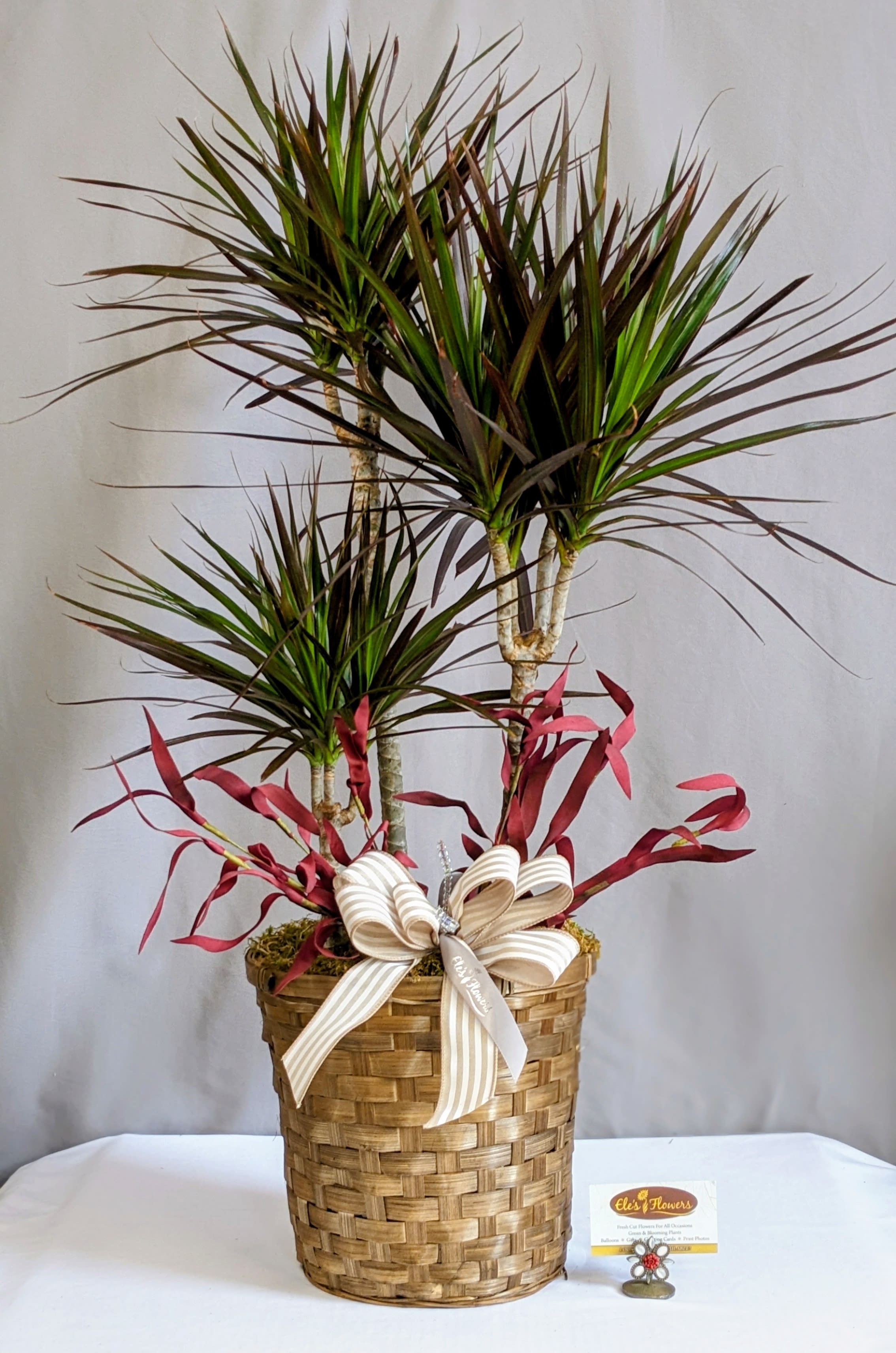 Majestic Marginata - 8" Planter - Add a touch of modern drama to any space with our 3 Stump Marginata Planter. Featuring three striking dragon tree stalks (Dracaena marginata) in a stylish basket, this sculptural beauty brings height, texture, and easygoing greenery to your home or office. Known for its bold spiky leaves and low-maintenance personality, the Marginata thrives in bright, indirect light and adds an effortlessly cool vibe to any room.  Perfect as a statement piece or part of a plant cluster, this duo brings visual interest without the fuss.  Approximate Dimensions: 35"H 26"W