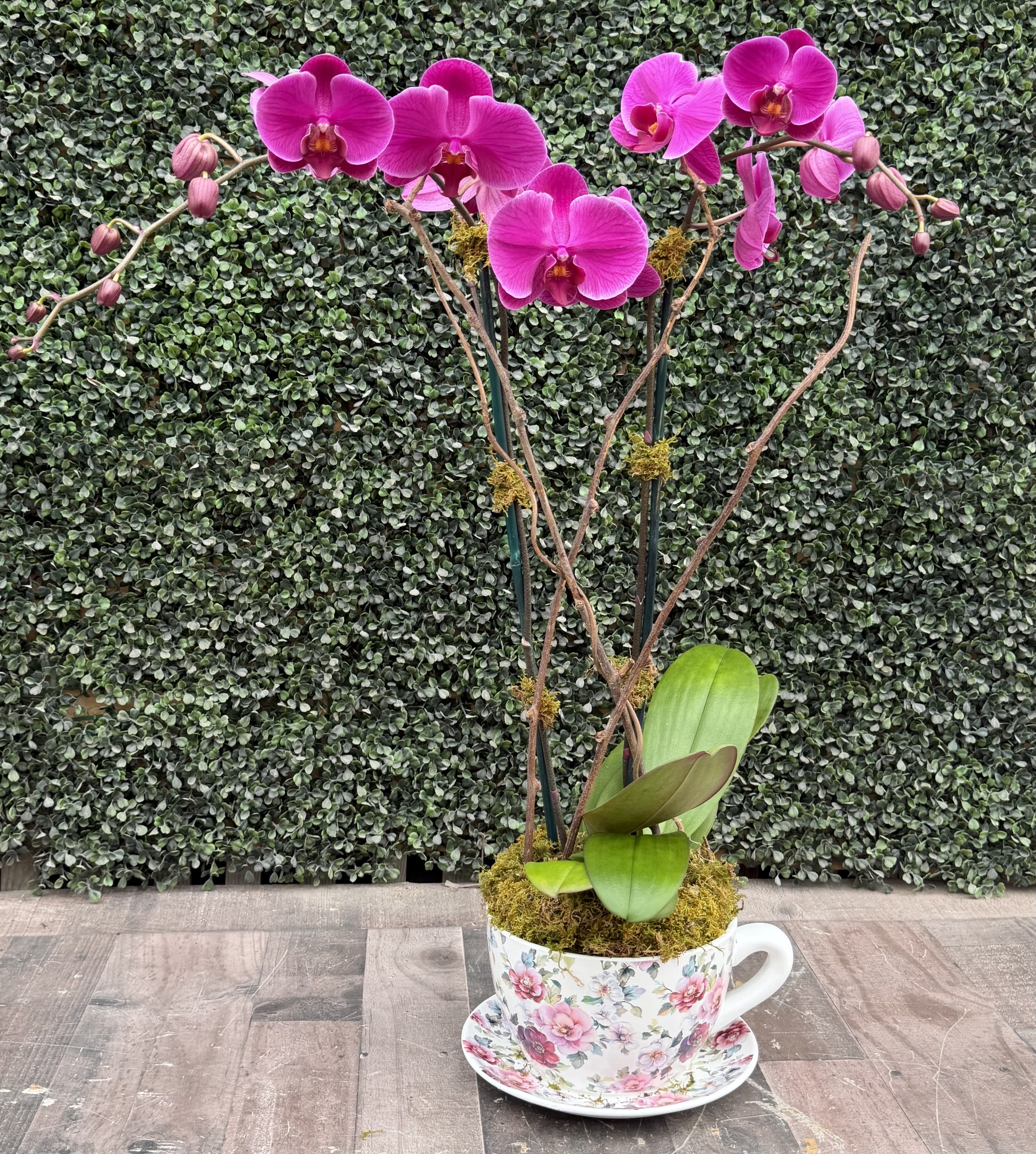 ORCHIDS WITH MOM (PURPLE) - This Phalaenopsis arrangement comes with moss and willow. The container is a tea cup with attached saucer for mom!