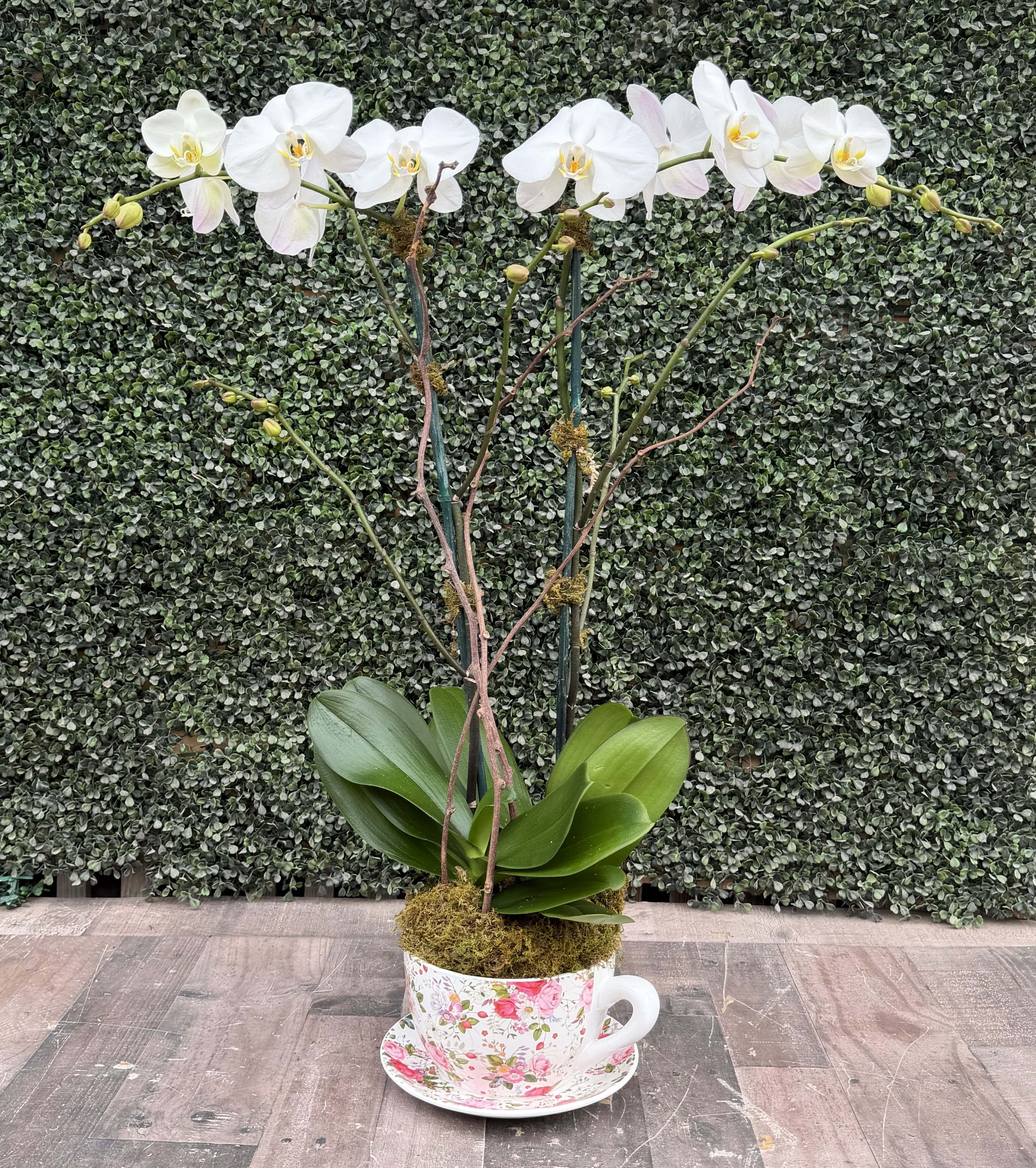 ORCHIDS WITH MOM (WHITE) - This Phalaenopsis arrangement comes with moss and willow. The container is a tea cup with attached saucer for mom!