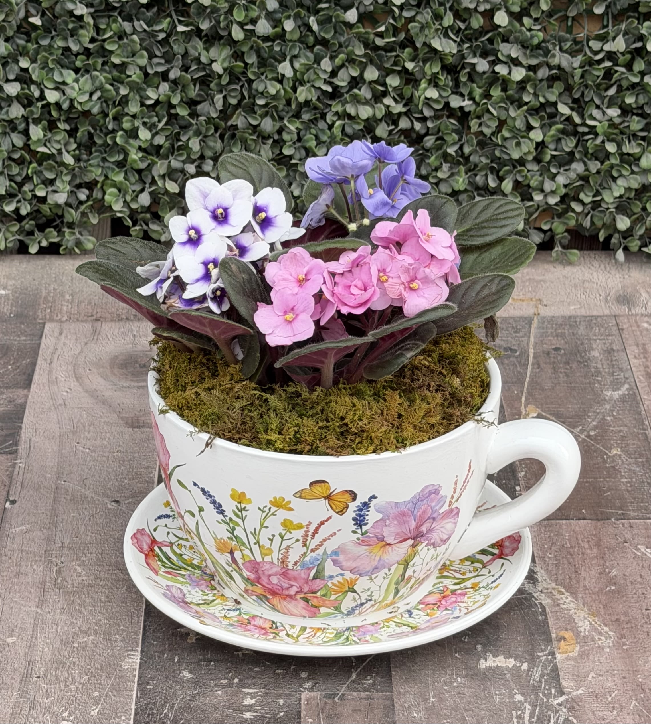 VIOLETS WITH MUM - A colorful African violet plant in a tea cup planter for mom!