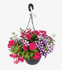 Hanging basket of pink and purple flowers in a black pot