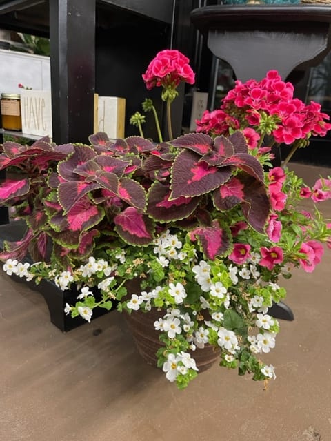 Potted arrangement with pink flowers, dark foliage, and small white blooms