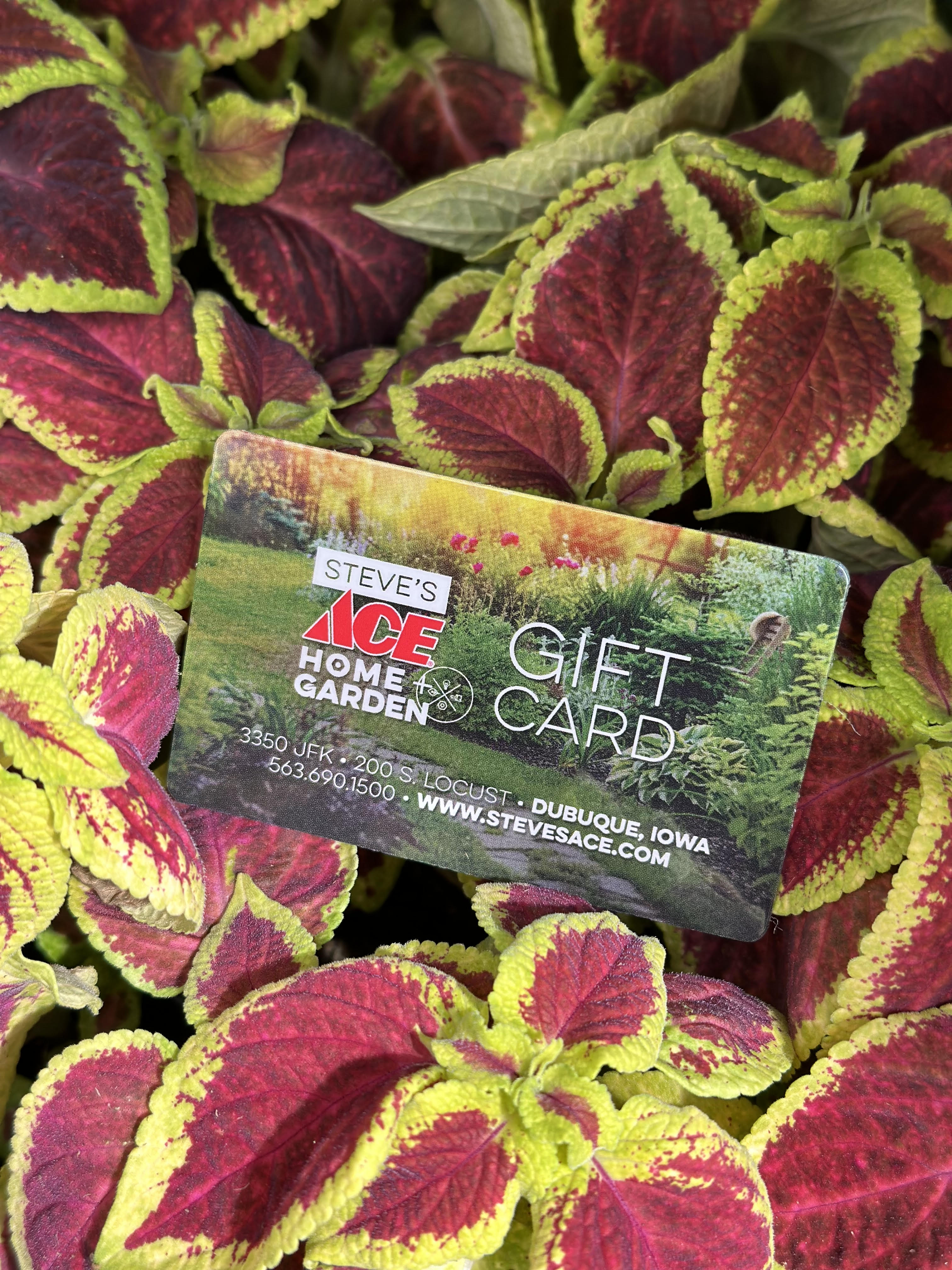 Colorful coleus plants with a gift card on top