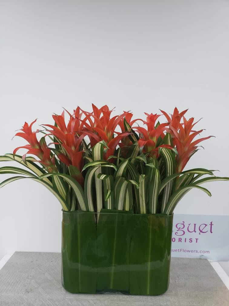 Red bromeliads in a green rectangular vase