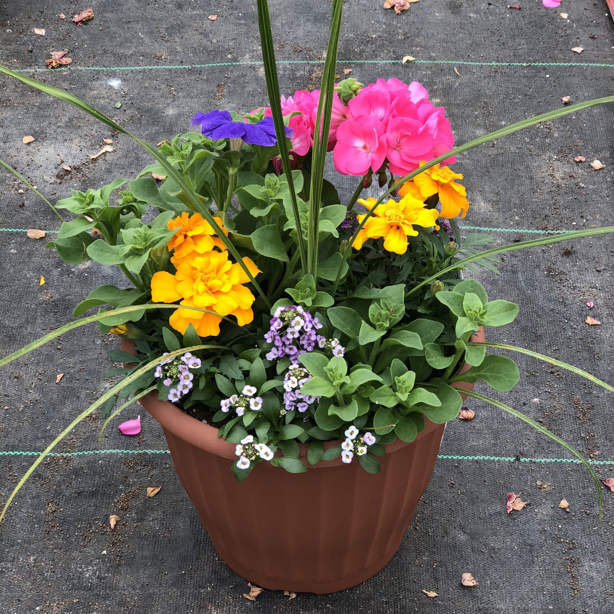 Colorful potted flower arrangement with pink, yellow, purple, and white blooms