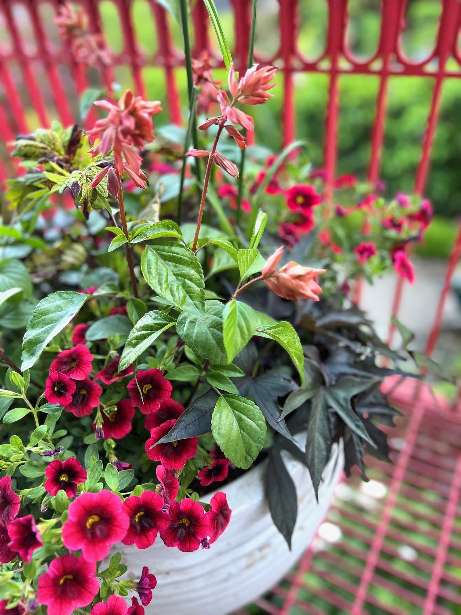 Potted flowering plant with bright pink blooms and peach flower spikes